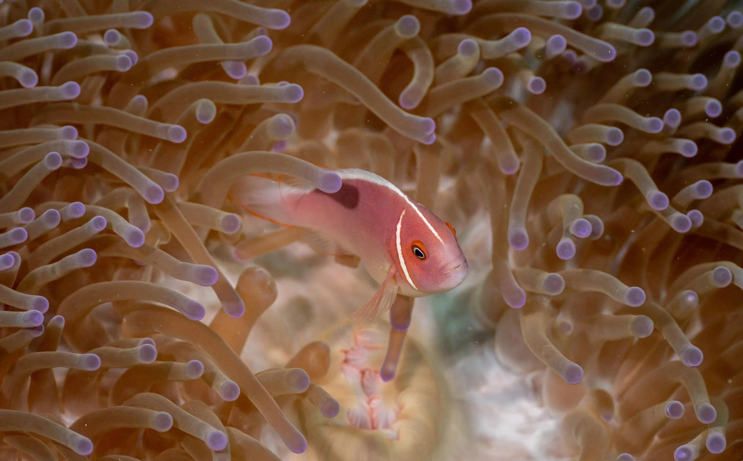A pinkish orange clownfish with white stripes swimming among the tentacles of a sea anemone.