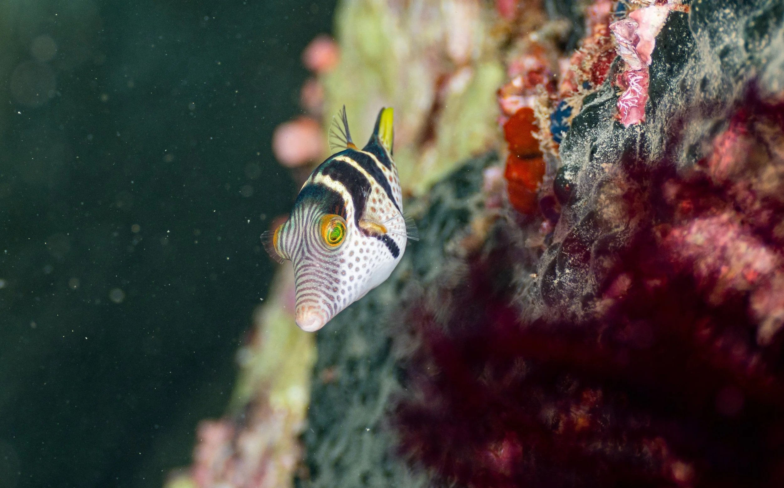 A colorful fish with distinctive black and white markings and bright green eyes near a coral reef.