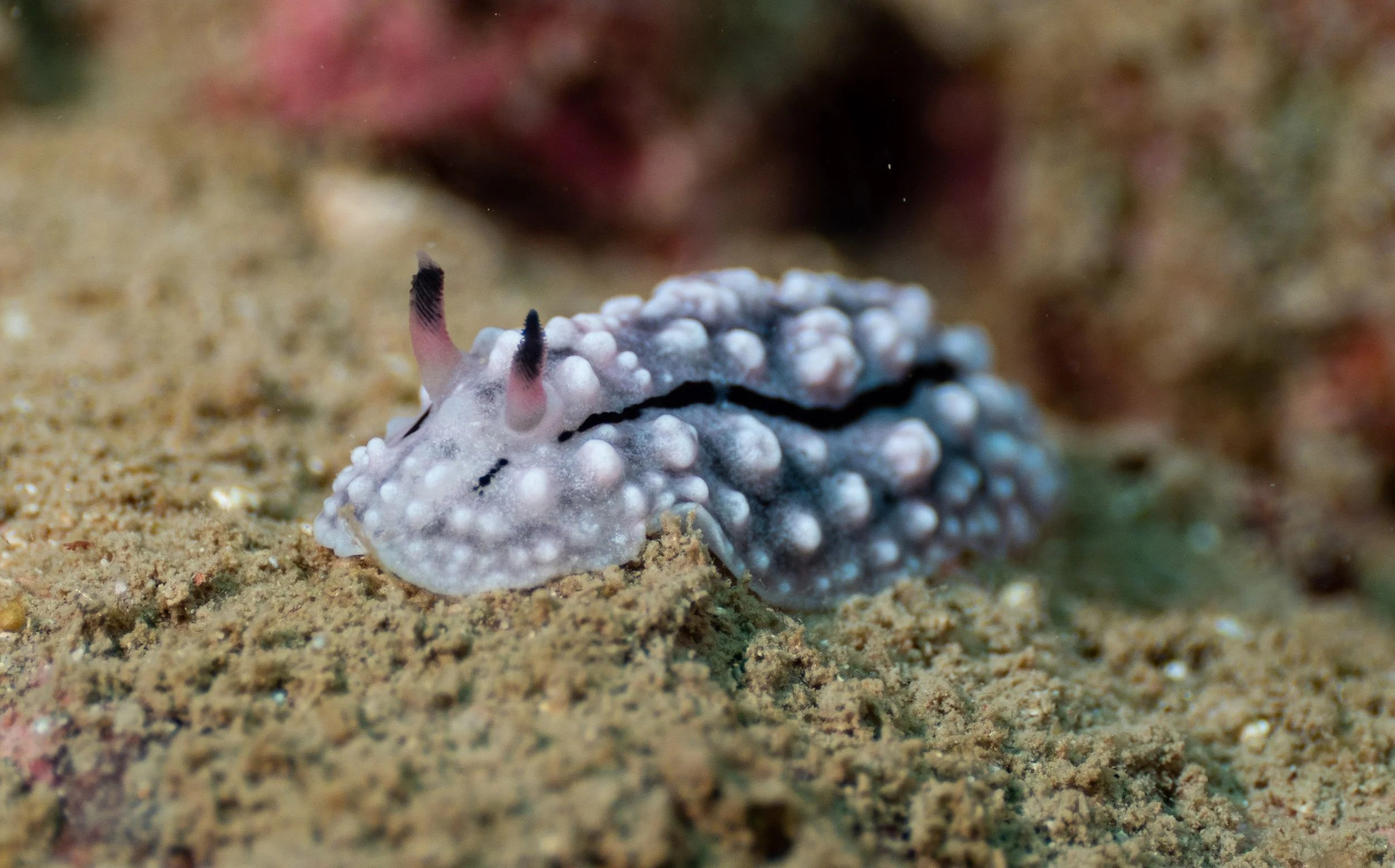 A close-up of a nudibranch sea slug on sandy ocean floor with white bumpy texture and black streaks, and pink-tipped black appendages.