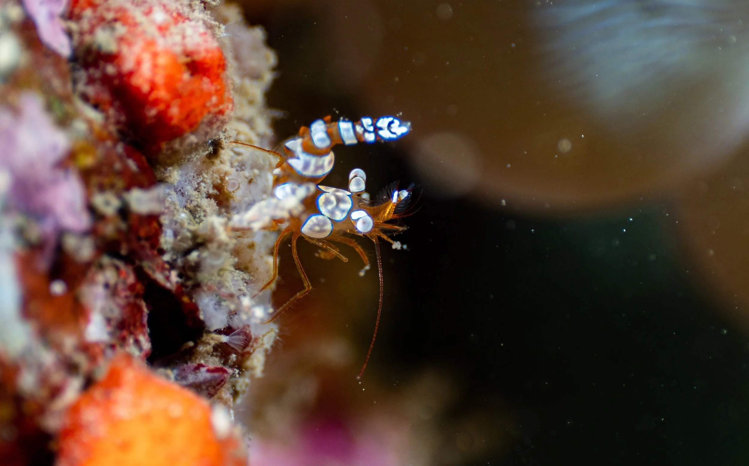 Close-up of a tiny colorful shrimp, possibly a harlequin shrimp, on a coral reef with various colored coral and rocks, underwater.