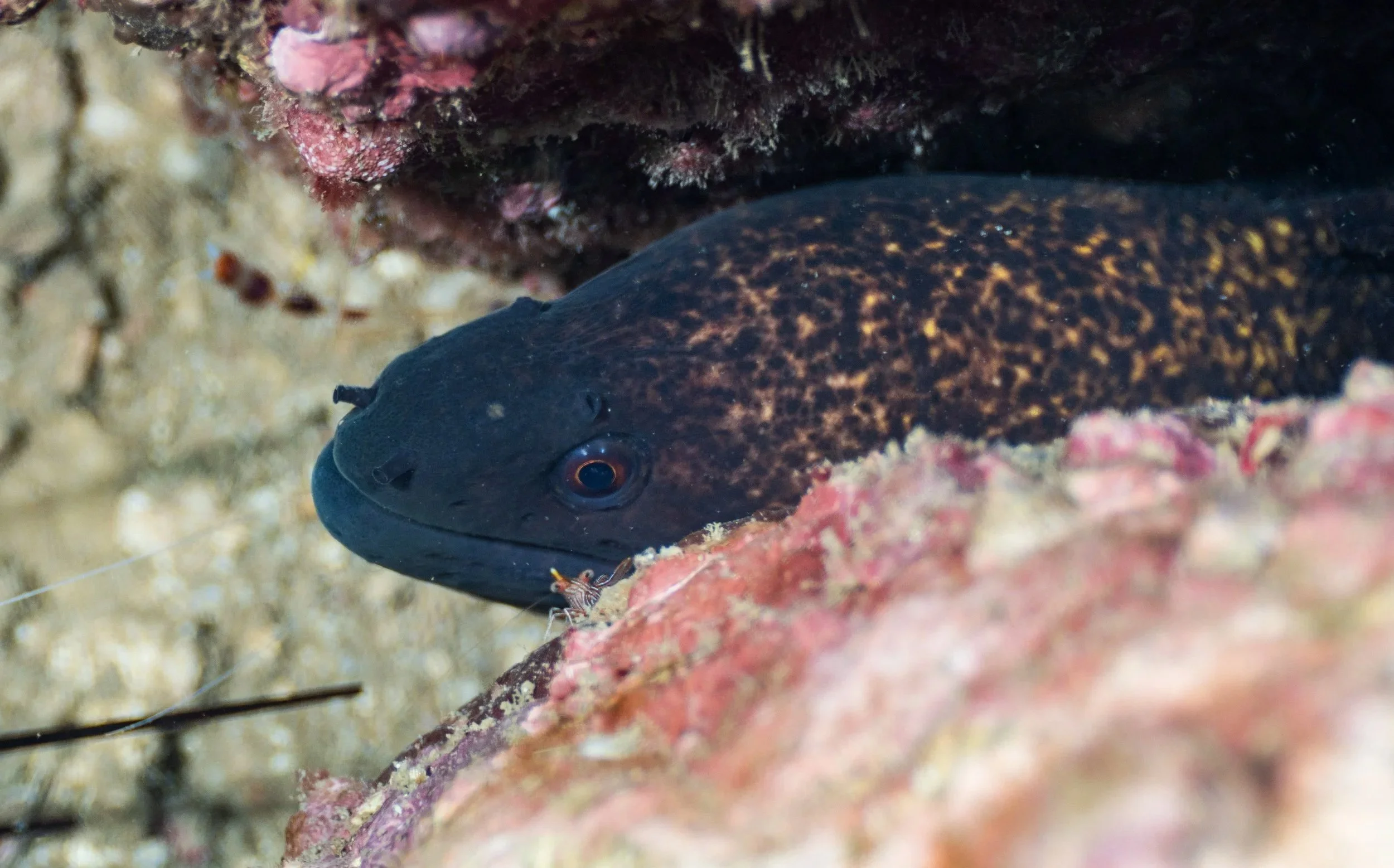 A close-up underwater photograph of a black and brown fish hiding among coral and rocks.