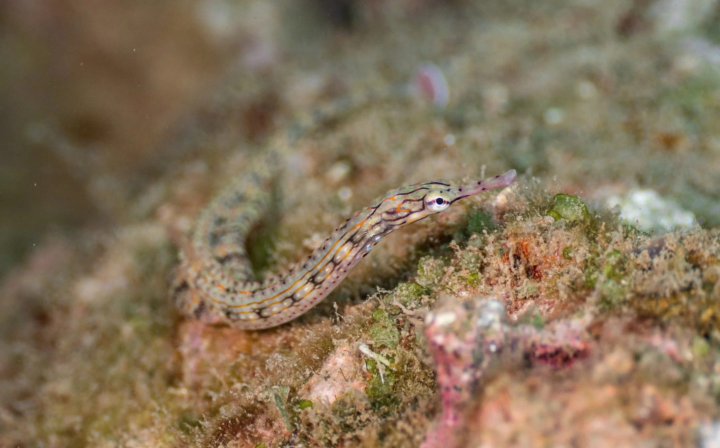 A small, elongated shrimp with a transparent body and black, orange, and white markings on its shell, perched on a coral reef.