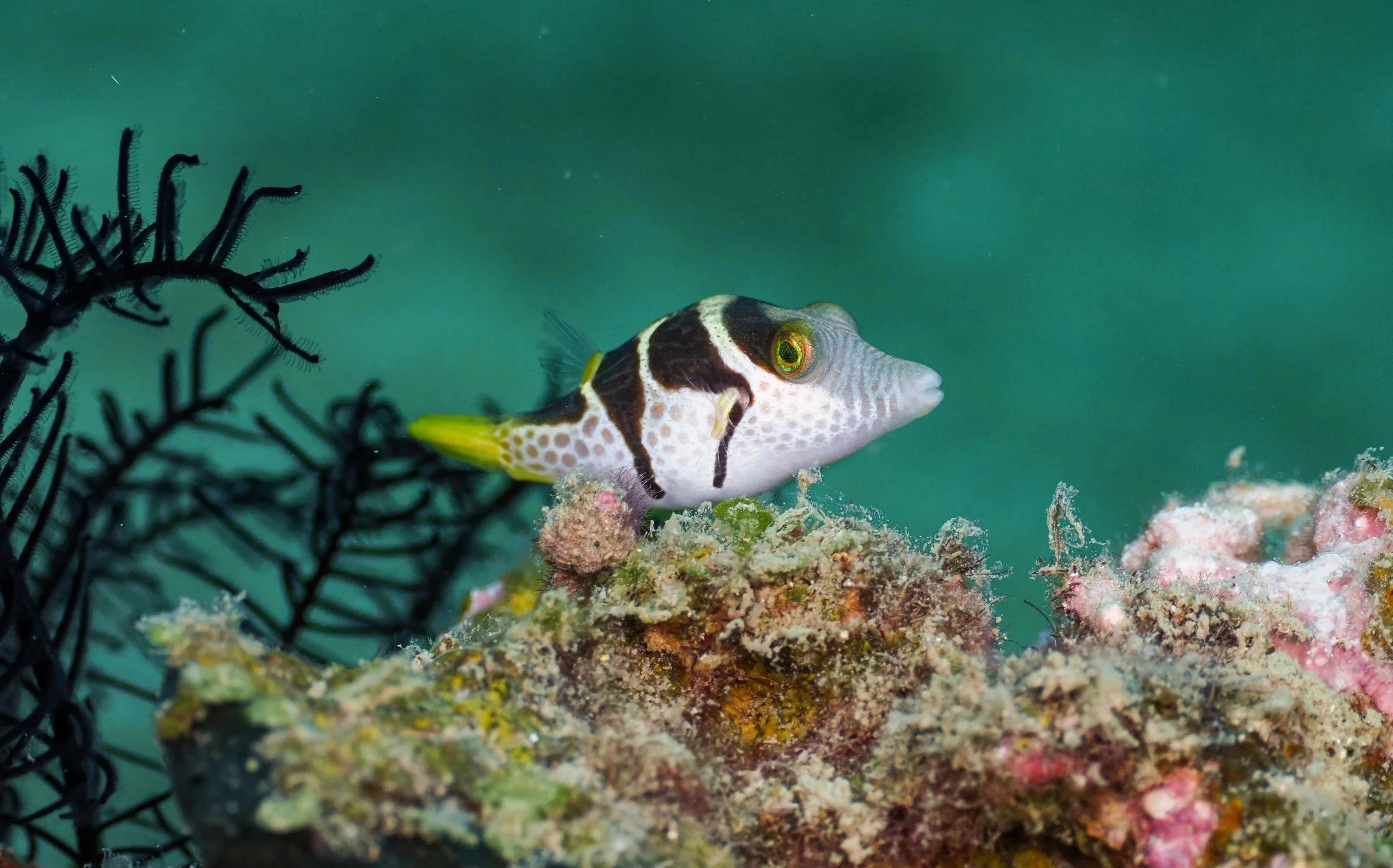 A colorful fish with black, yellow, and white markings swimming near coral reefs and black seaweed underwater.