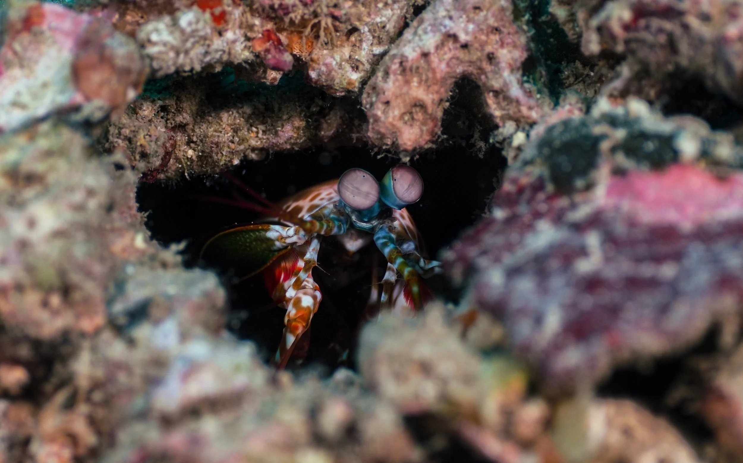 A close-up of a small colorful marine creature, likely a mantis shrimp, peeking out from a hole in a coral reef.