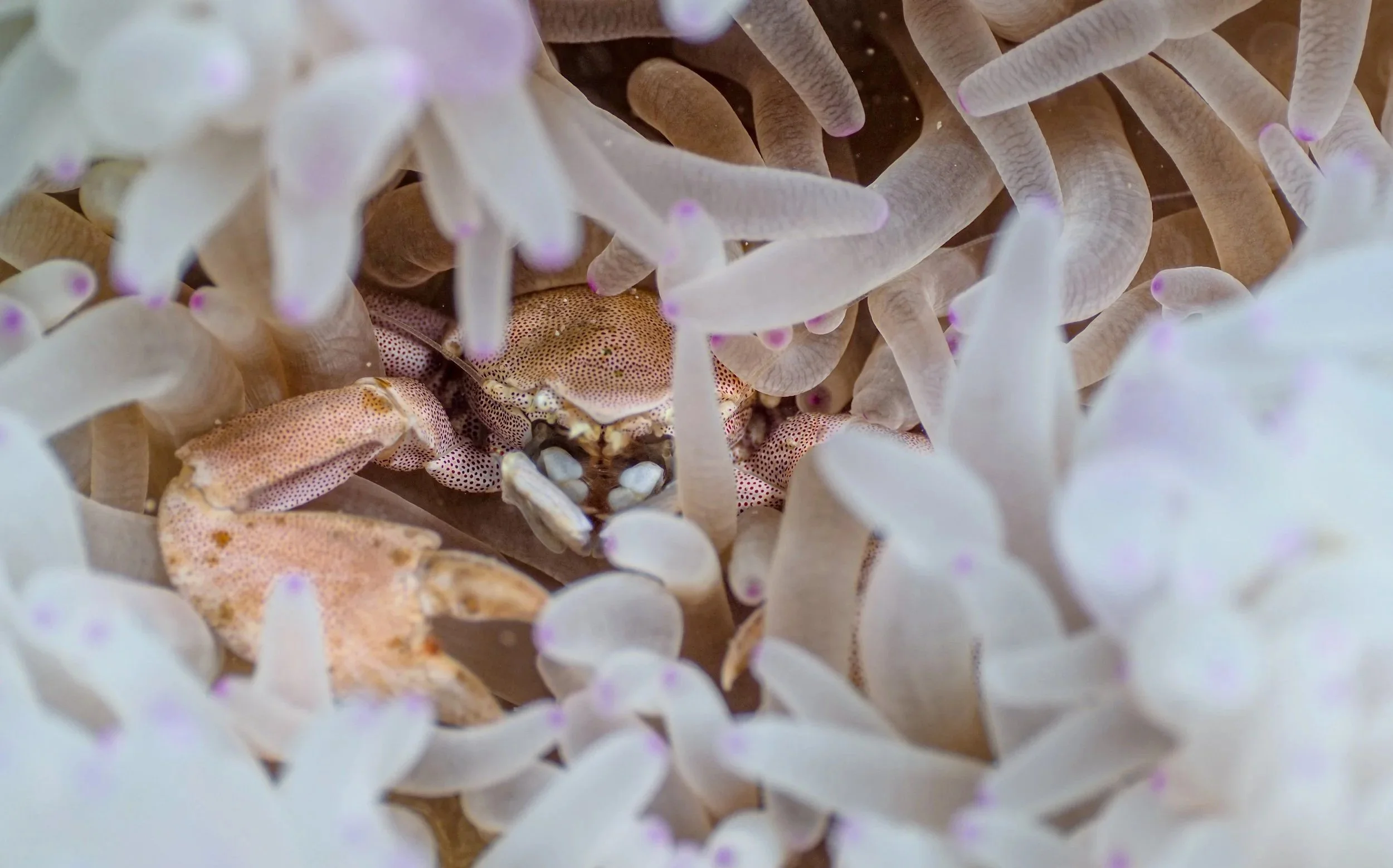 Close-up of a small crab inside a cluster of white anemone tentacles.