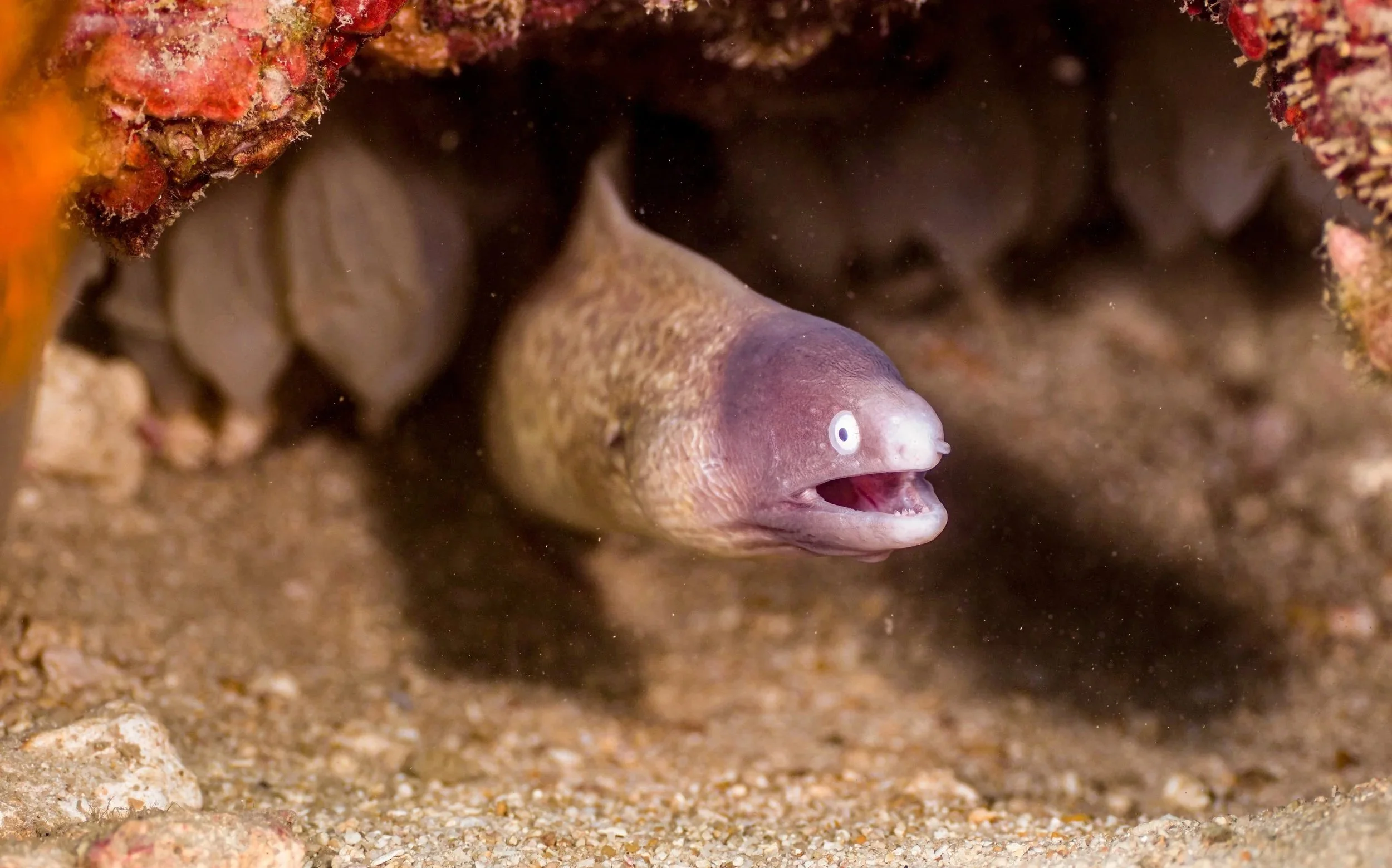 A marine eel with a purple head and white eyes peeking out from a rocky, sandy underwater crevice.