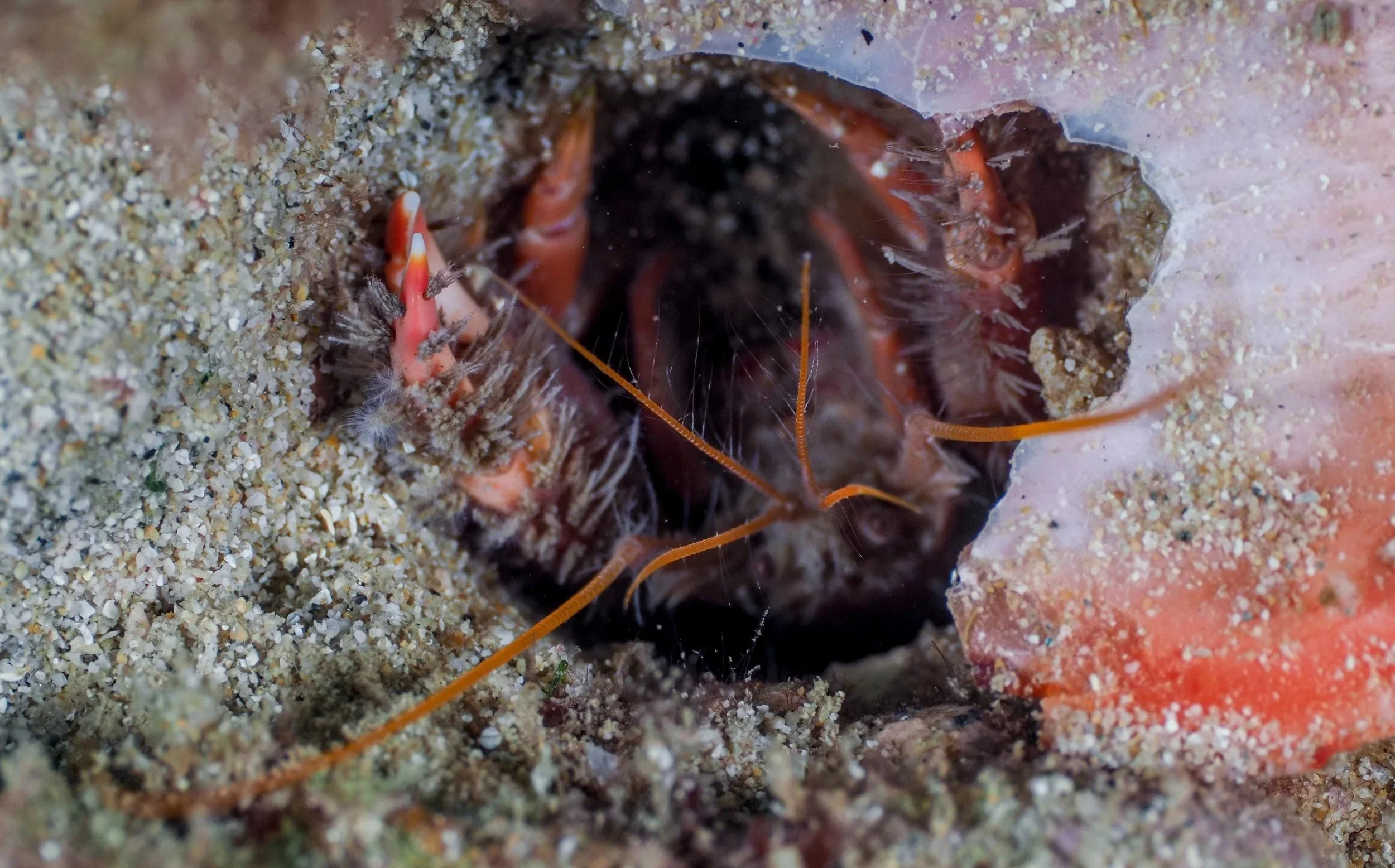 Close-up of a marine hermit crab inside a shell, with its antennae extended outward, surrounded by sandy ocean floor.