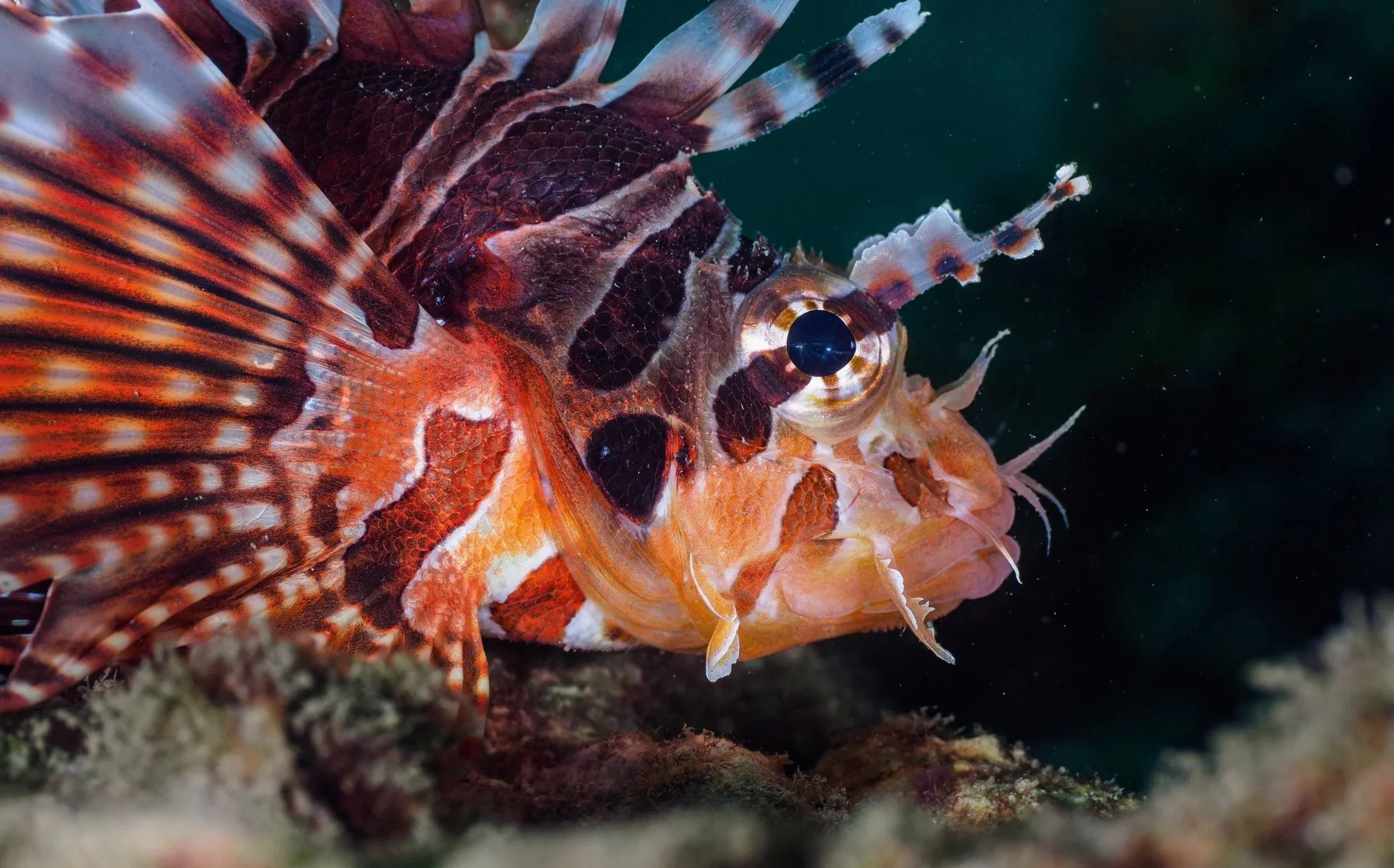 Close-up of a colorful fish with orange, white, and dark markings, featuring large eyes and fins, in an underwater setting.
