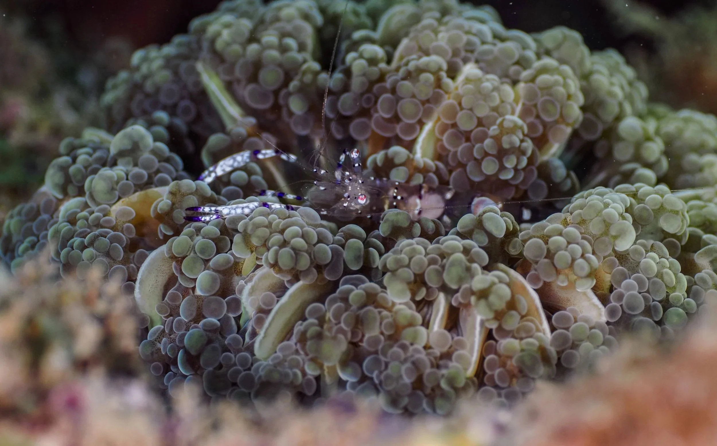 Close-up of a small transparent shrimp with purple and white markings, sitting among bubble-tip anemone tentacles underwater.
