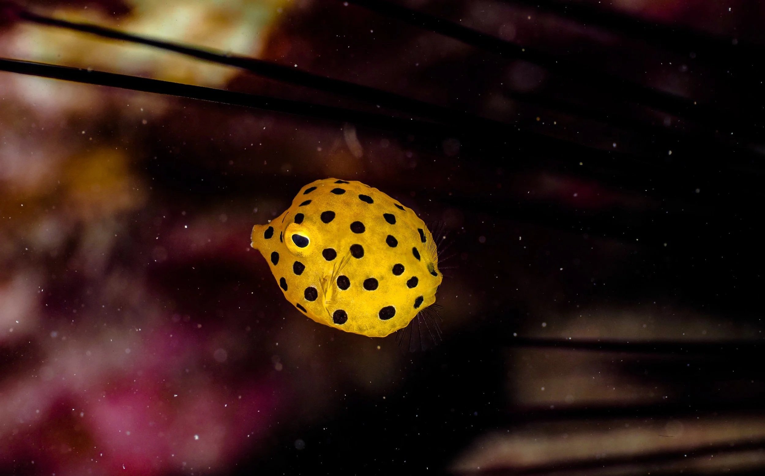 A yellow nudibranch with black spots underwater against a dark background with particles floating around.