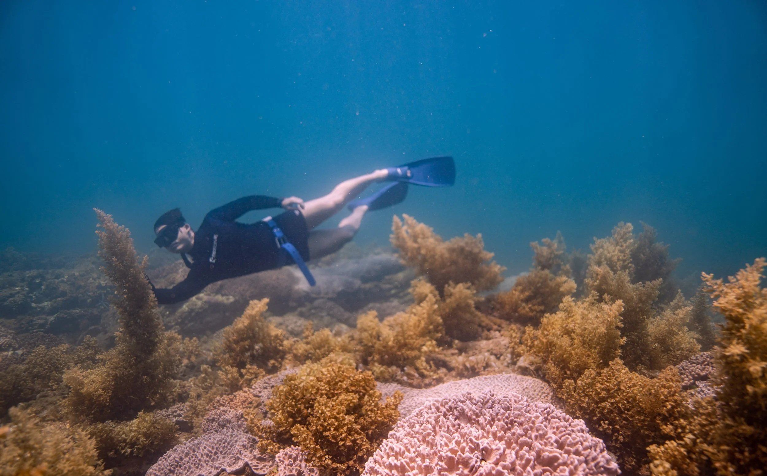 A person snorkeling underwater among coral reefs, wearing a black wetsuit, mask, and fins.