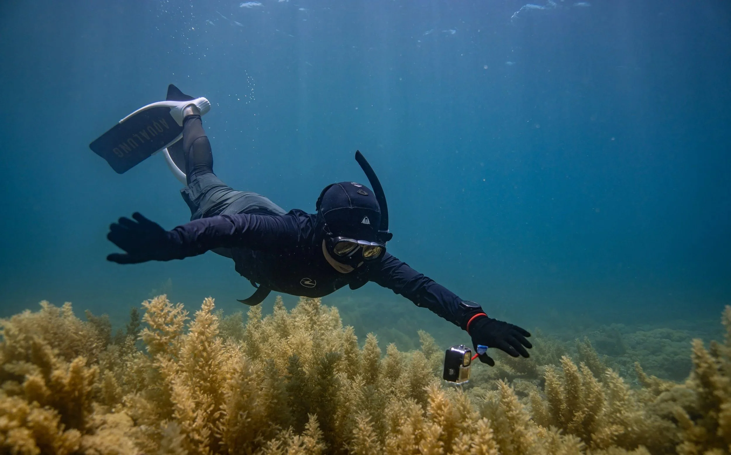A scuba diver underwater wearing a mask, snorkel, fins, and wetsuit, swimming near coral reefs.