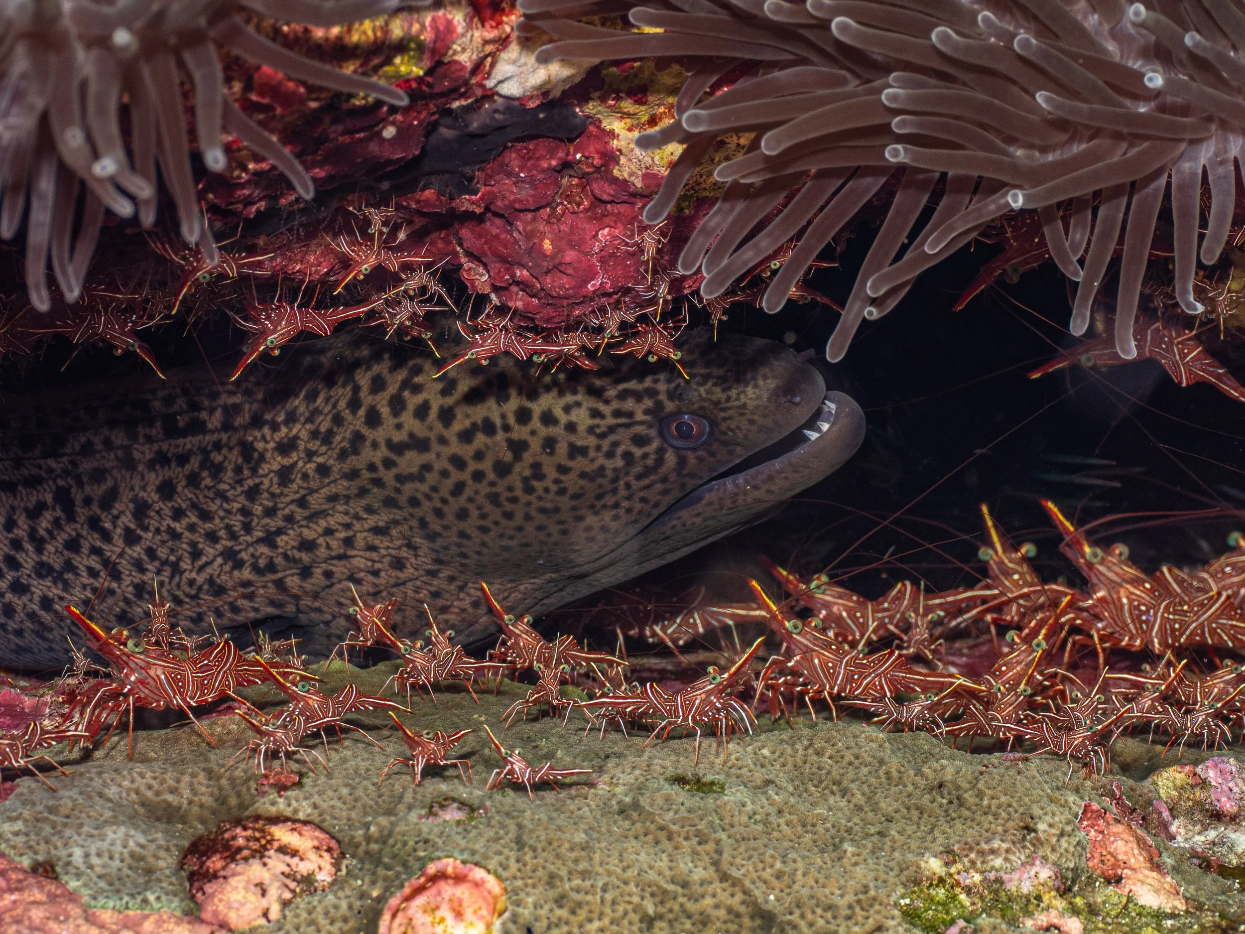 Underwater scene showing a spotted eel hiding among coral, surrounded by numerous red and white striped shrimp near an anemone with purple tentacles.