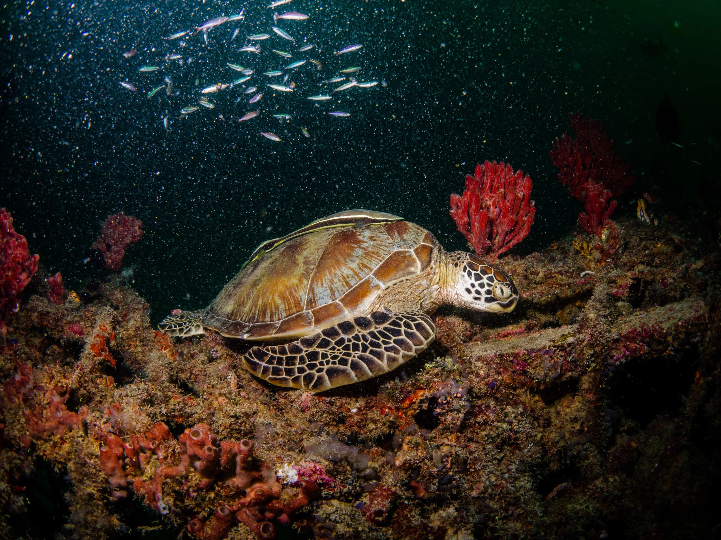 Vietdivers - Sipadan 1-9-2023-61.jpg