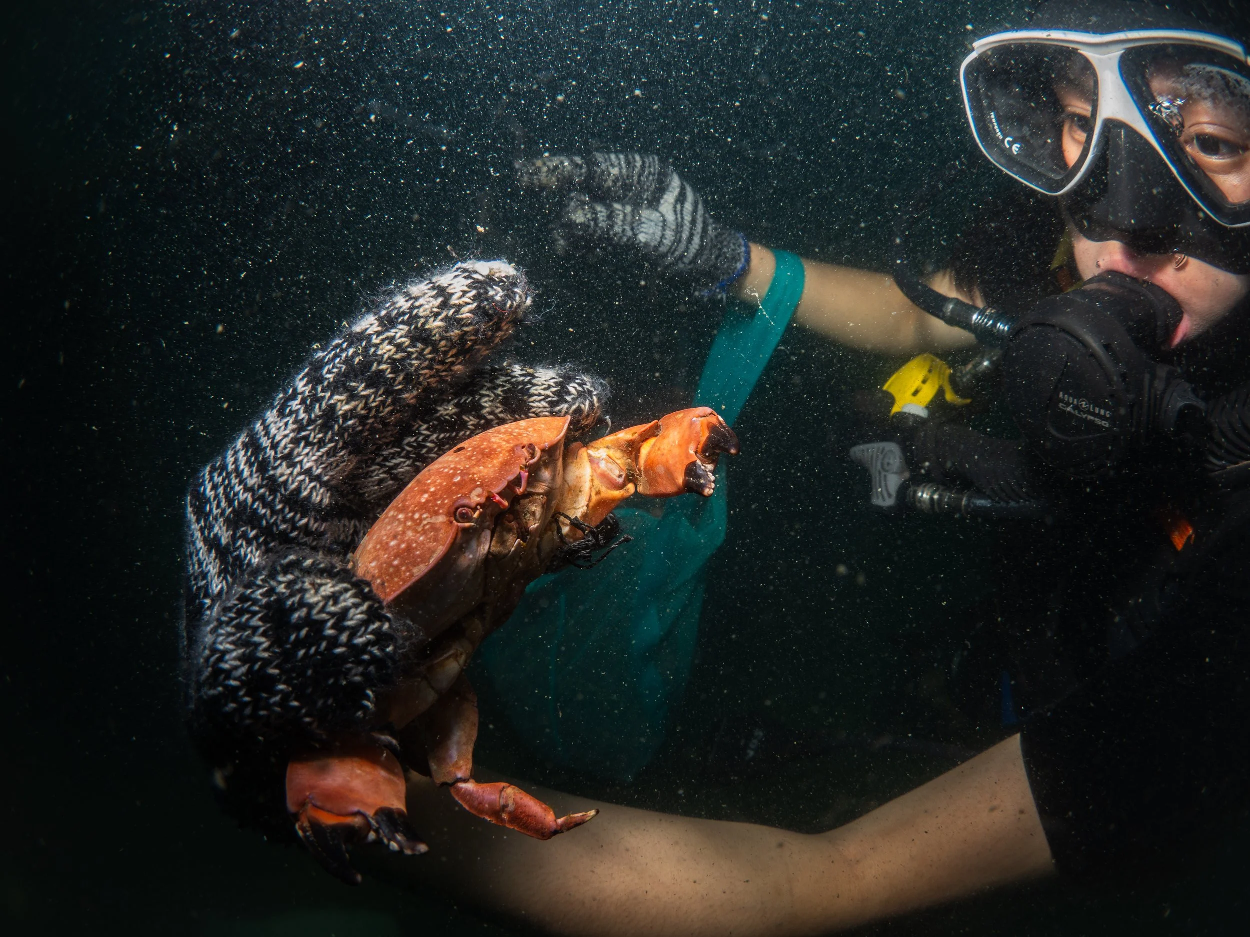 VietDivers - Lụm rác PQ Bắc Đảo 20_12_2025-59.jpg