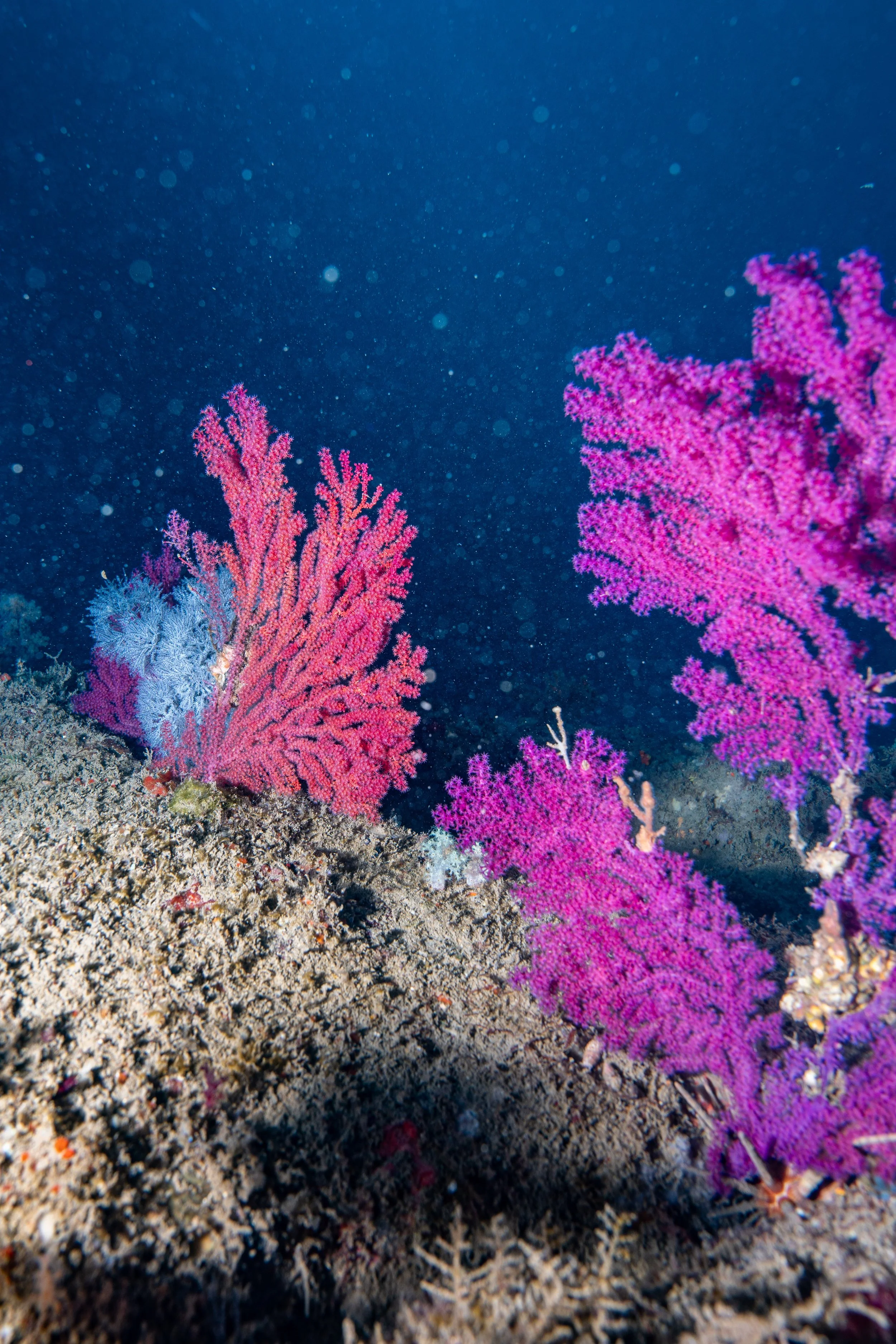 Underwater scene with colorful pink and purple coral on the ocean floor and a dark blue background.
