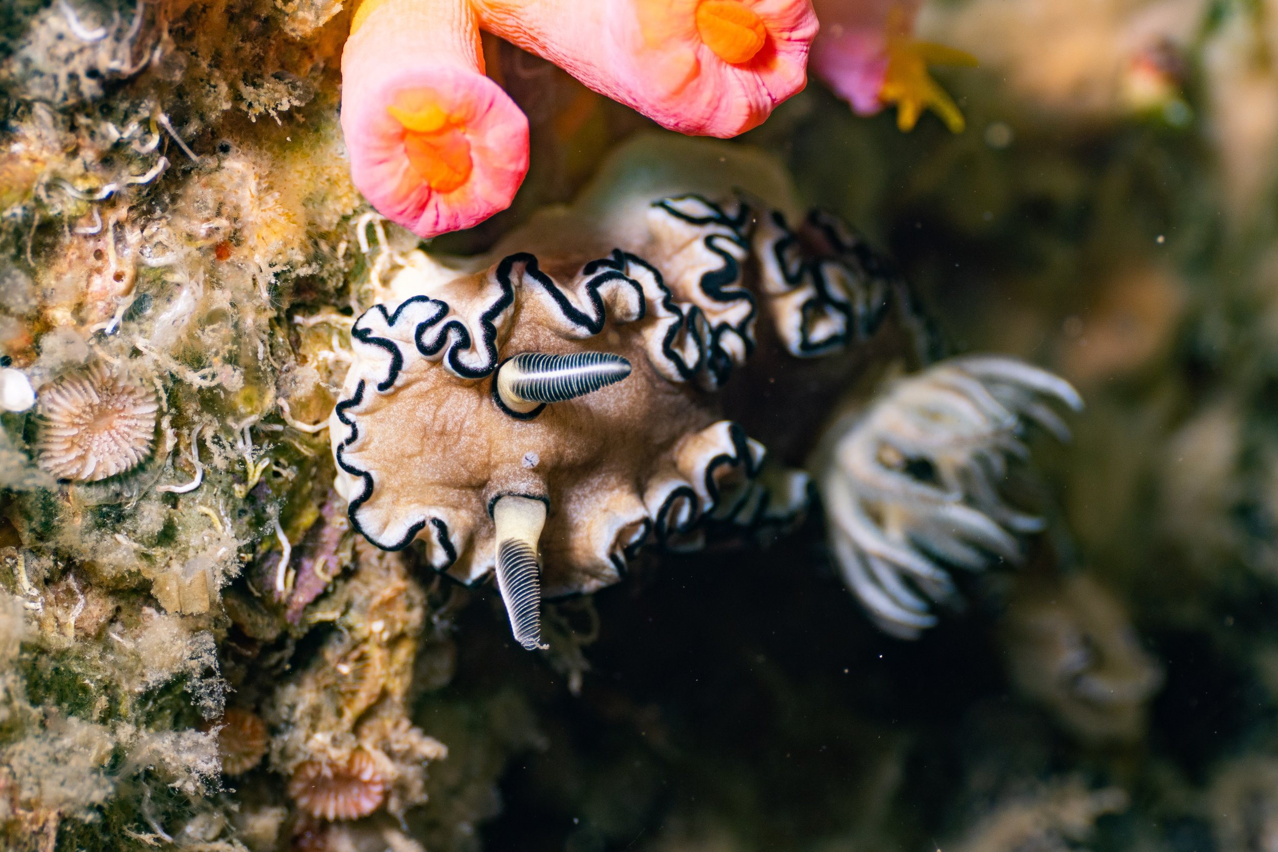 Viet Divers - Phuket trip 12-3-24-74.jpg