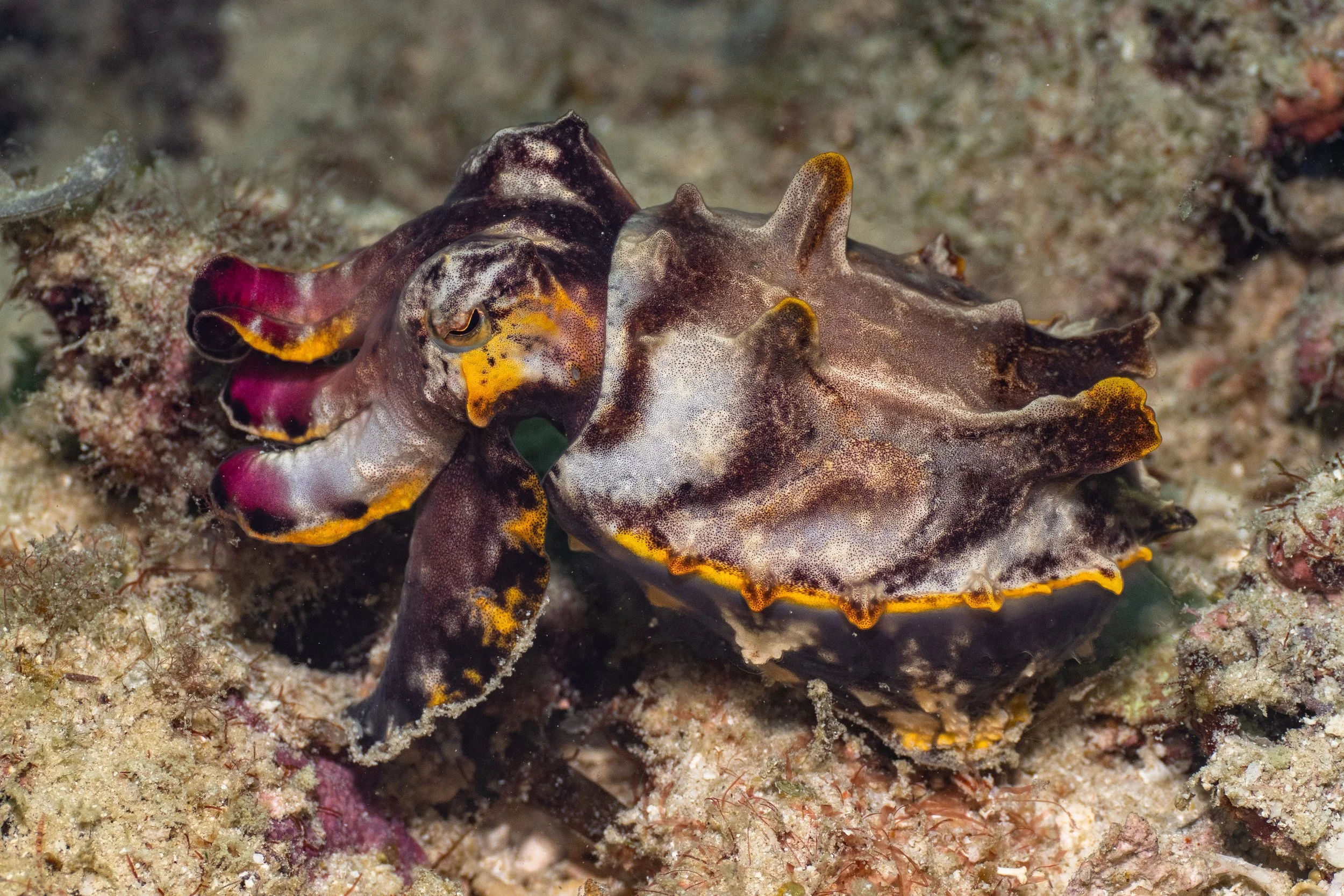 Vietdivers - Sipadan 2-9-2023 Kapalai-22.jpg