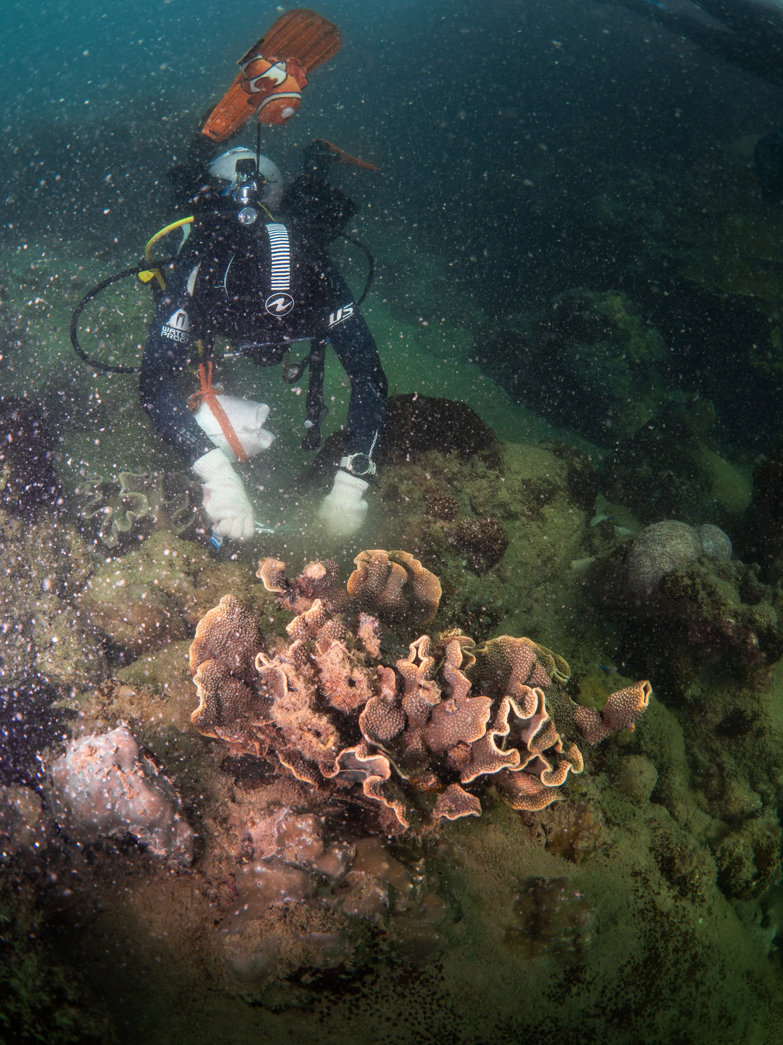 VietDivers - Lụm rác PQ Nam Đảo 19_12_2025-071.jpg