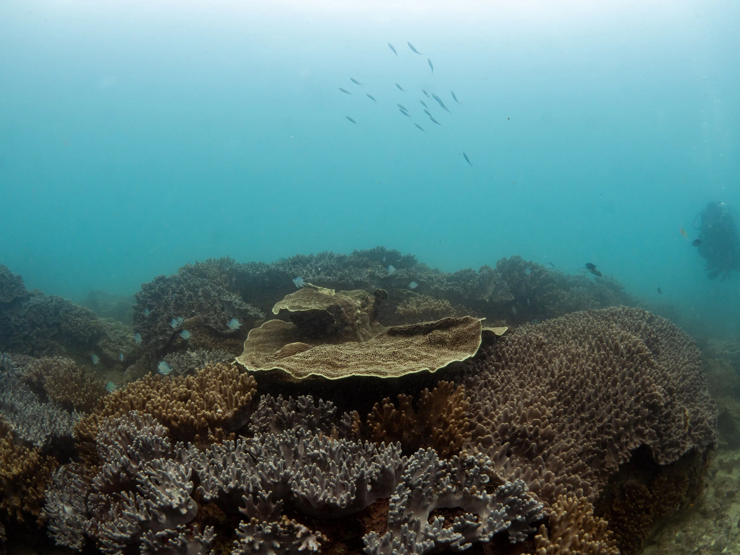 Underwater scene with coral reef and fish, scuba diver in the background.