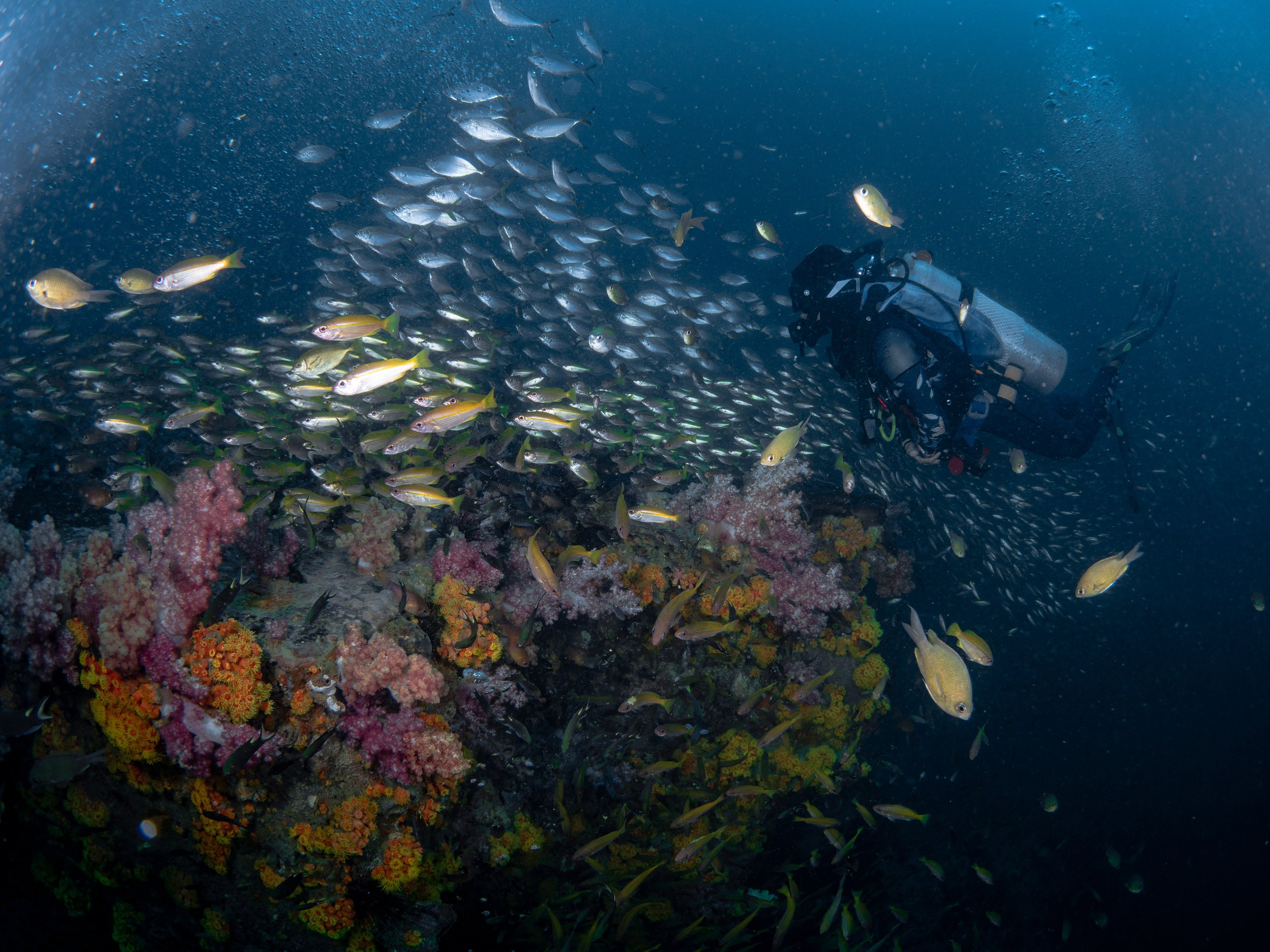Viet Divers - Phuket trip 12-3-24-7.jpg