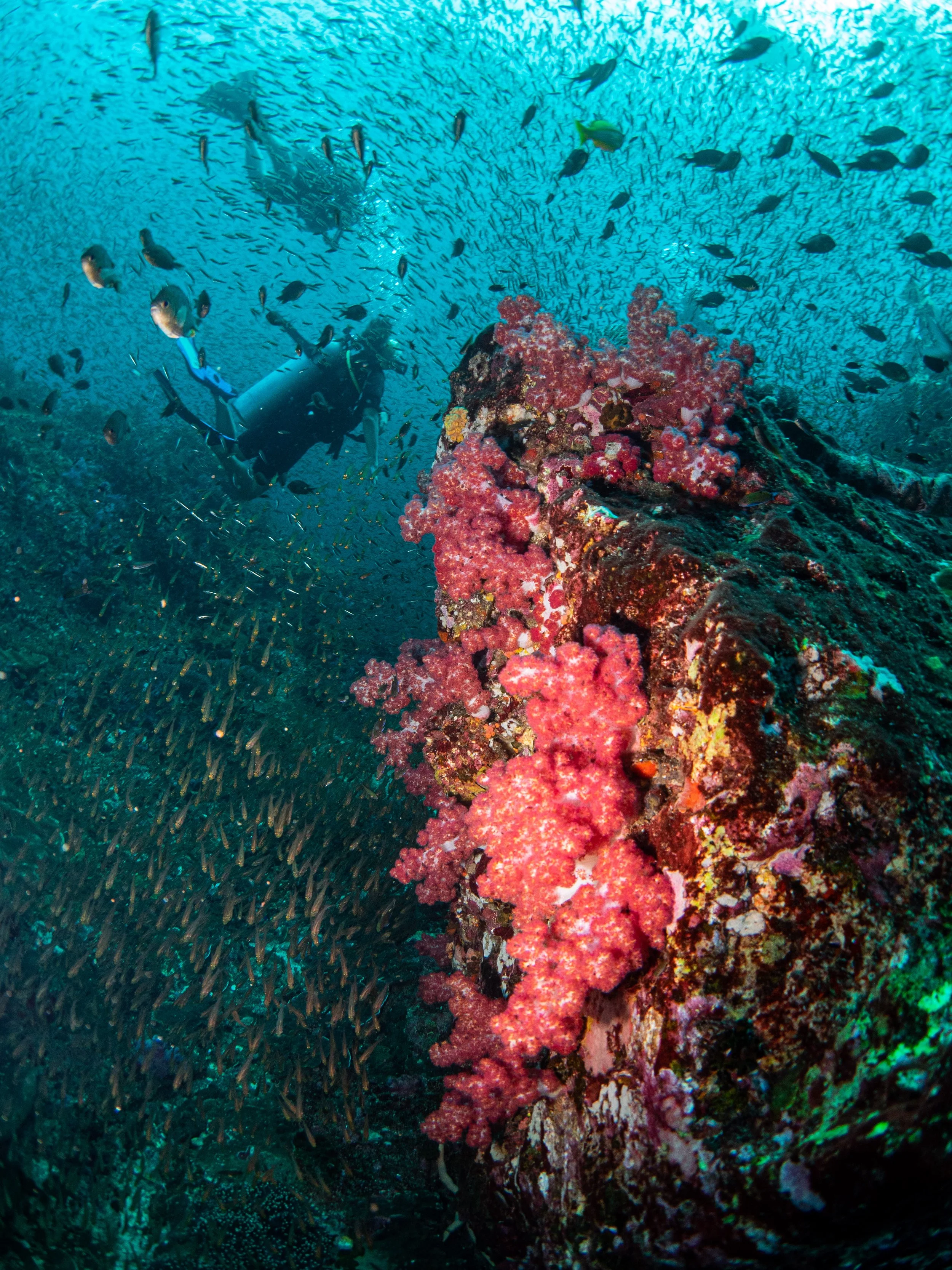 Danny Richielieu Rock - ME diving 21-12-47.jpg