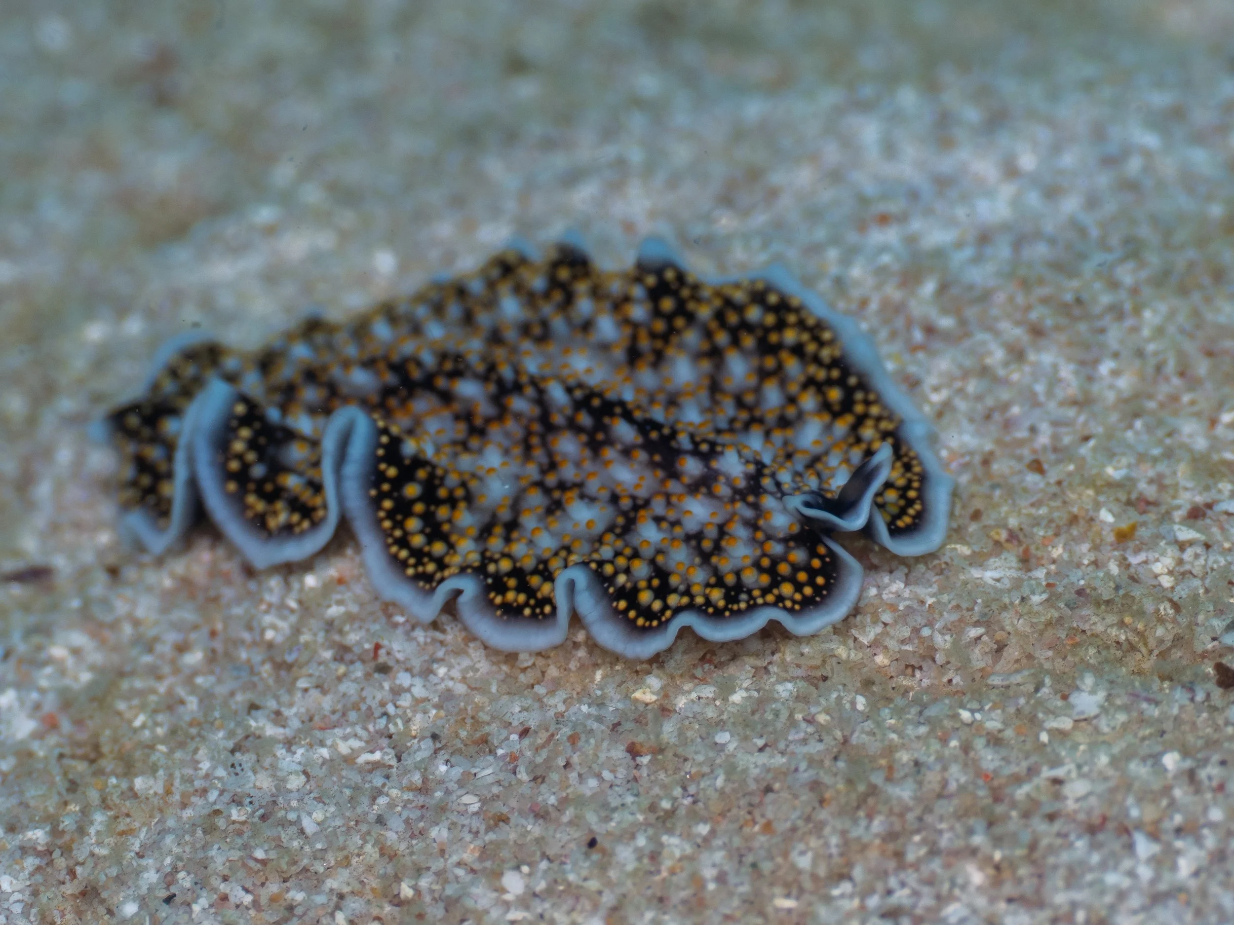 A nudibranch sea slug on sandy ocean floor with black body covered in yellow spots, and white frilly edges.