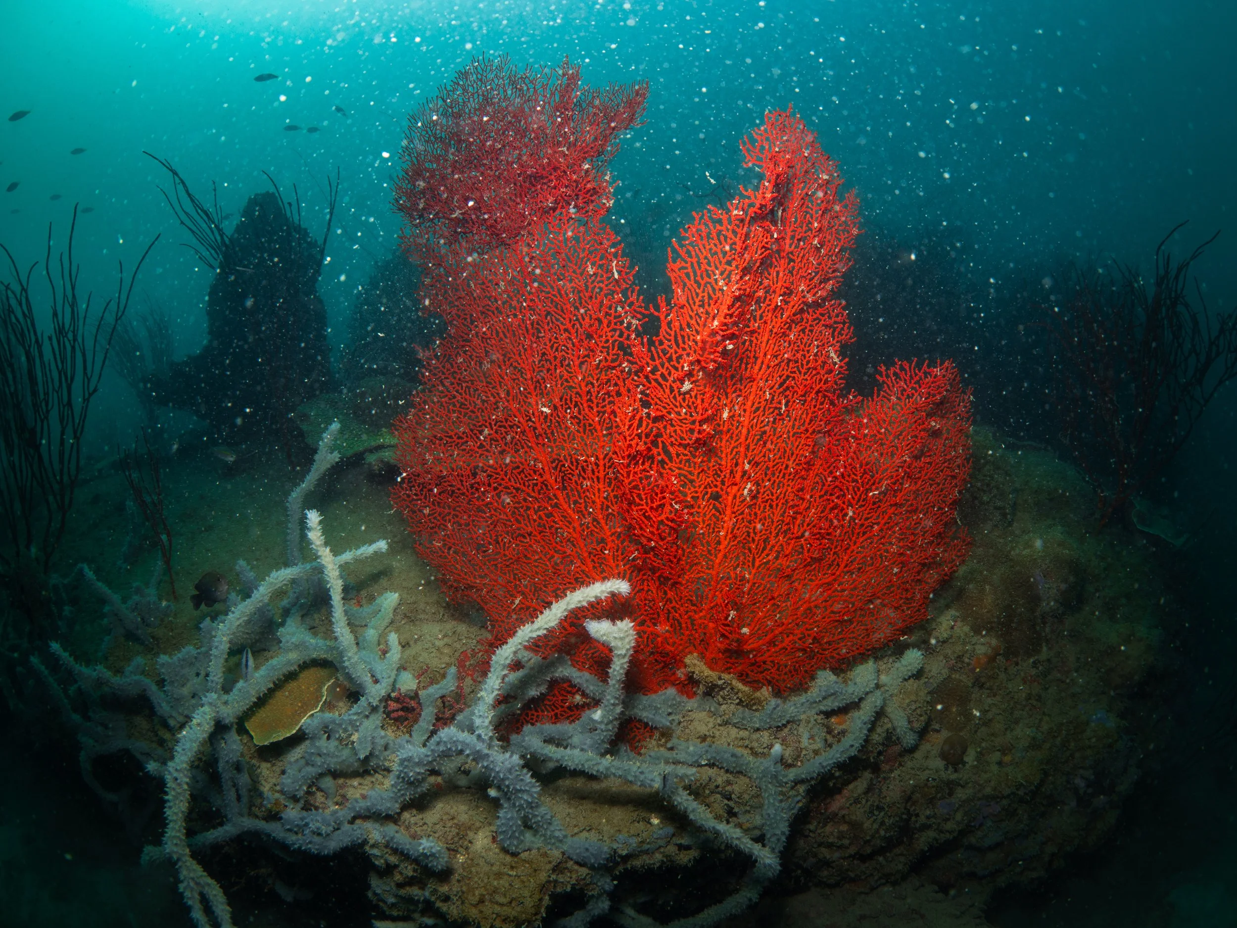 VietDivers - Lụm rác PQ Bắc Đảo 20_12_2025-88.jpg