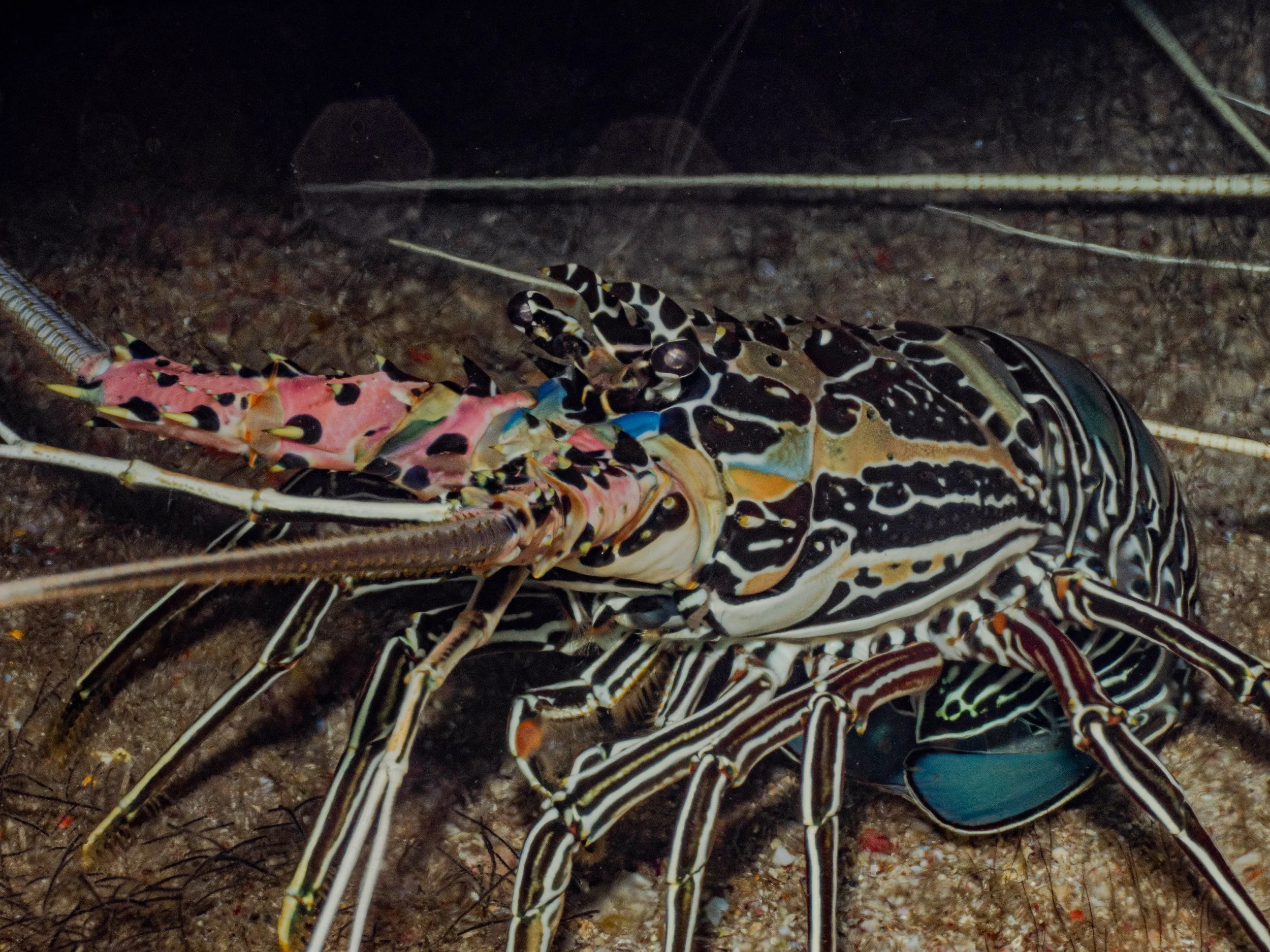 Close-up of a colorful lobster on the ocean floor with sand and small plants.