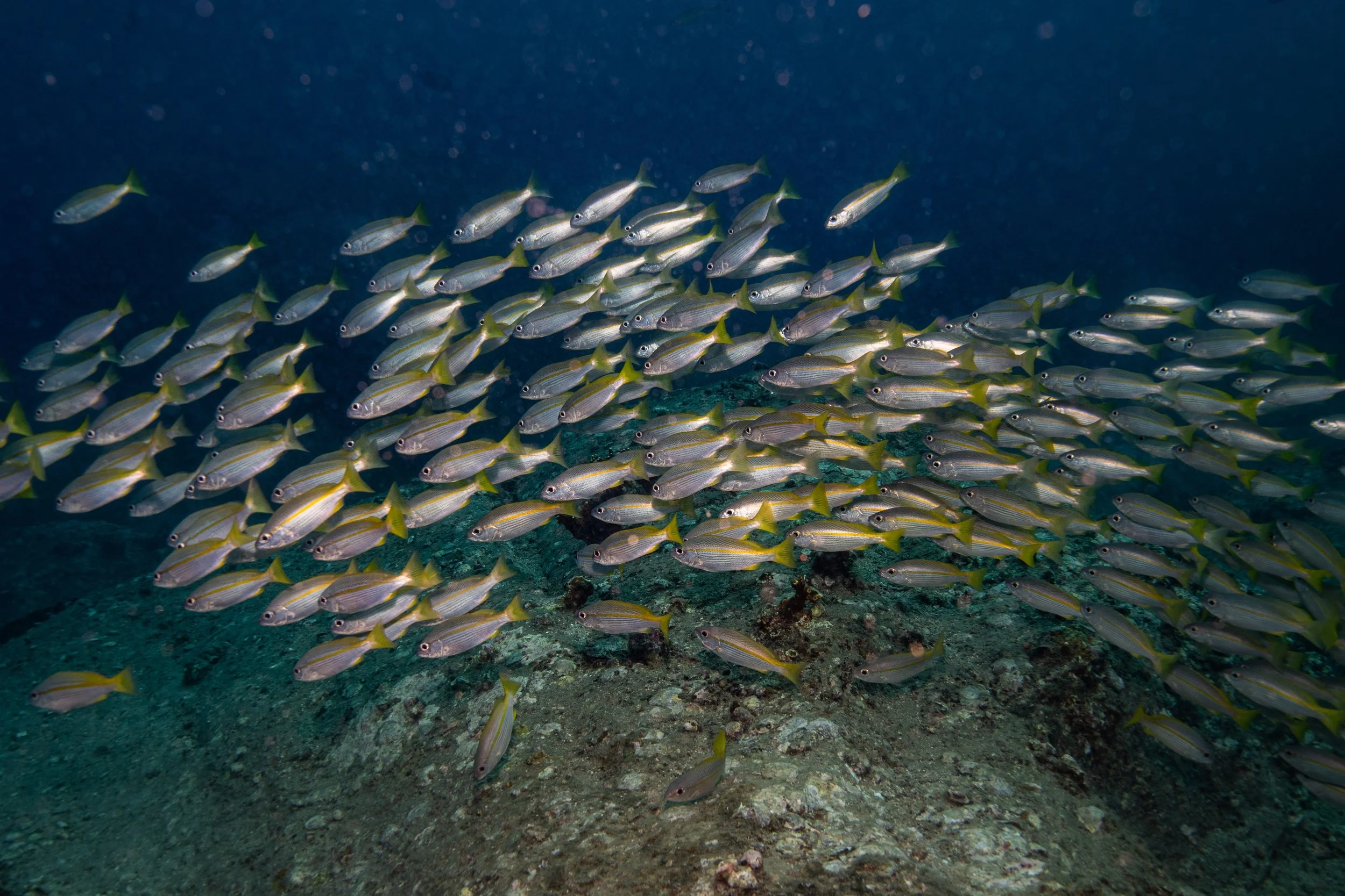 School of yellow and silver fish swimming underwater over a rocky seabed.