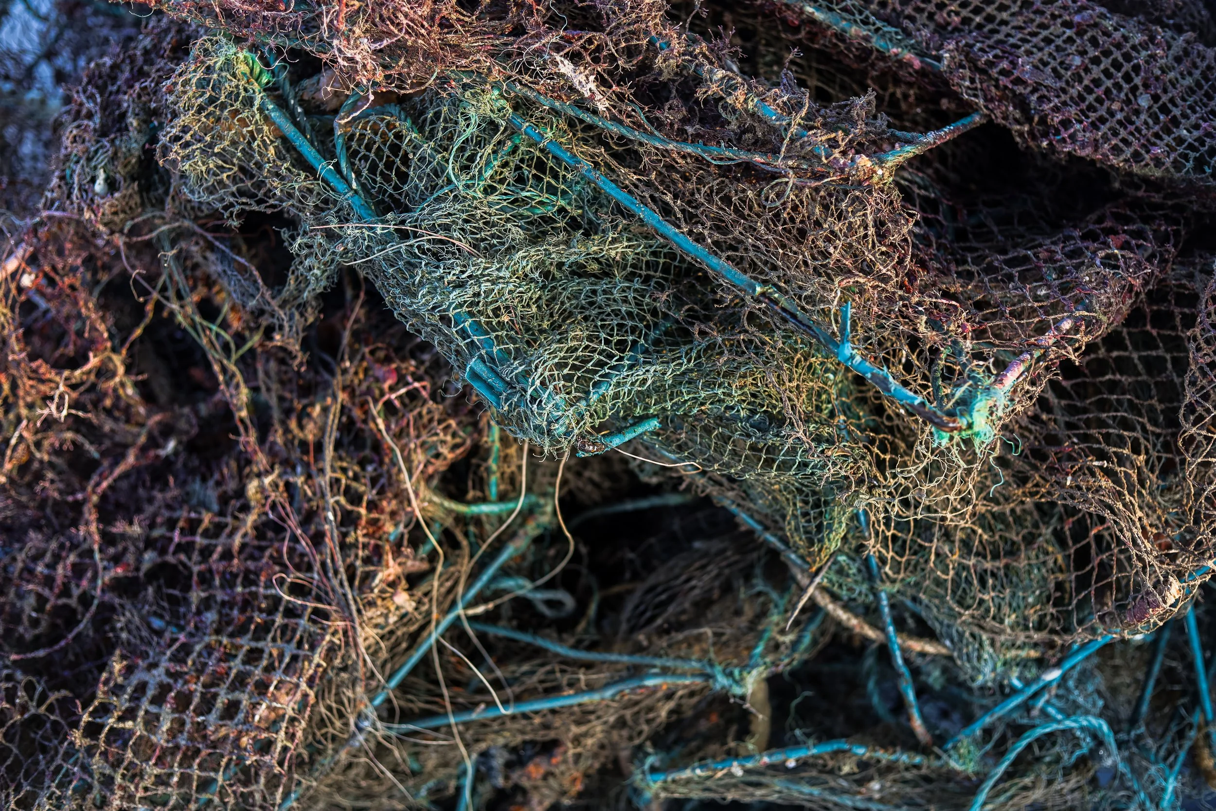 VietDivers - Lụm rác PQ Bắc Đảo 20_12_2025-159.jpg