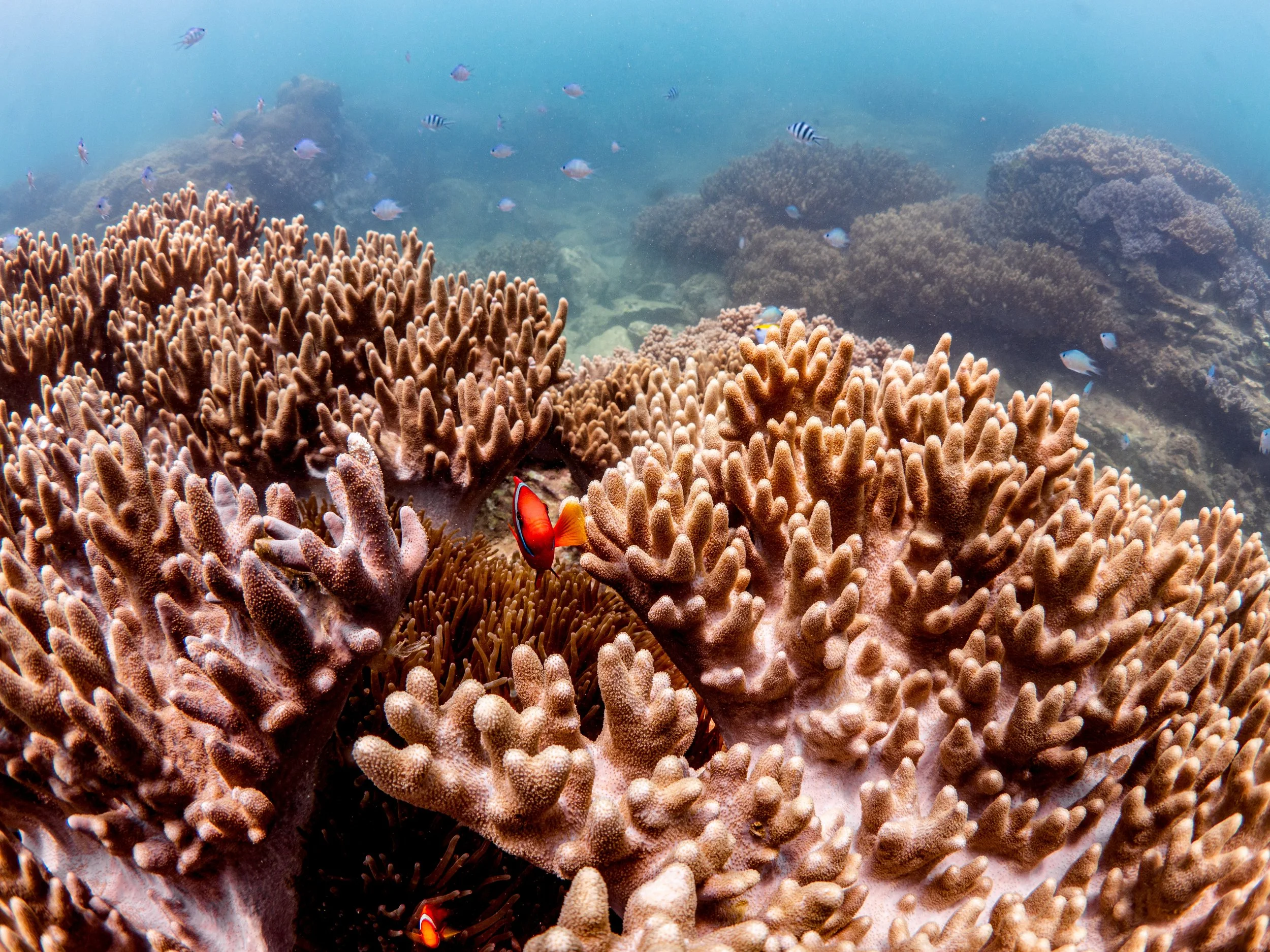 Underwater scene with colorful coral reefs and various small fish swimming around.