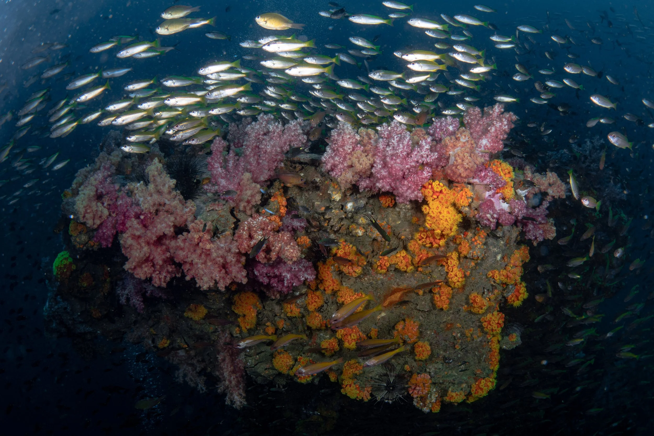 King Cruise | Phuket - Thailand 2024