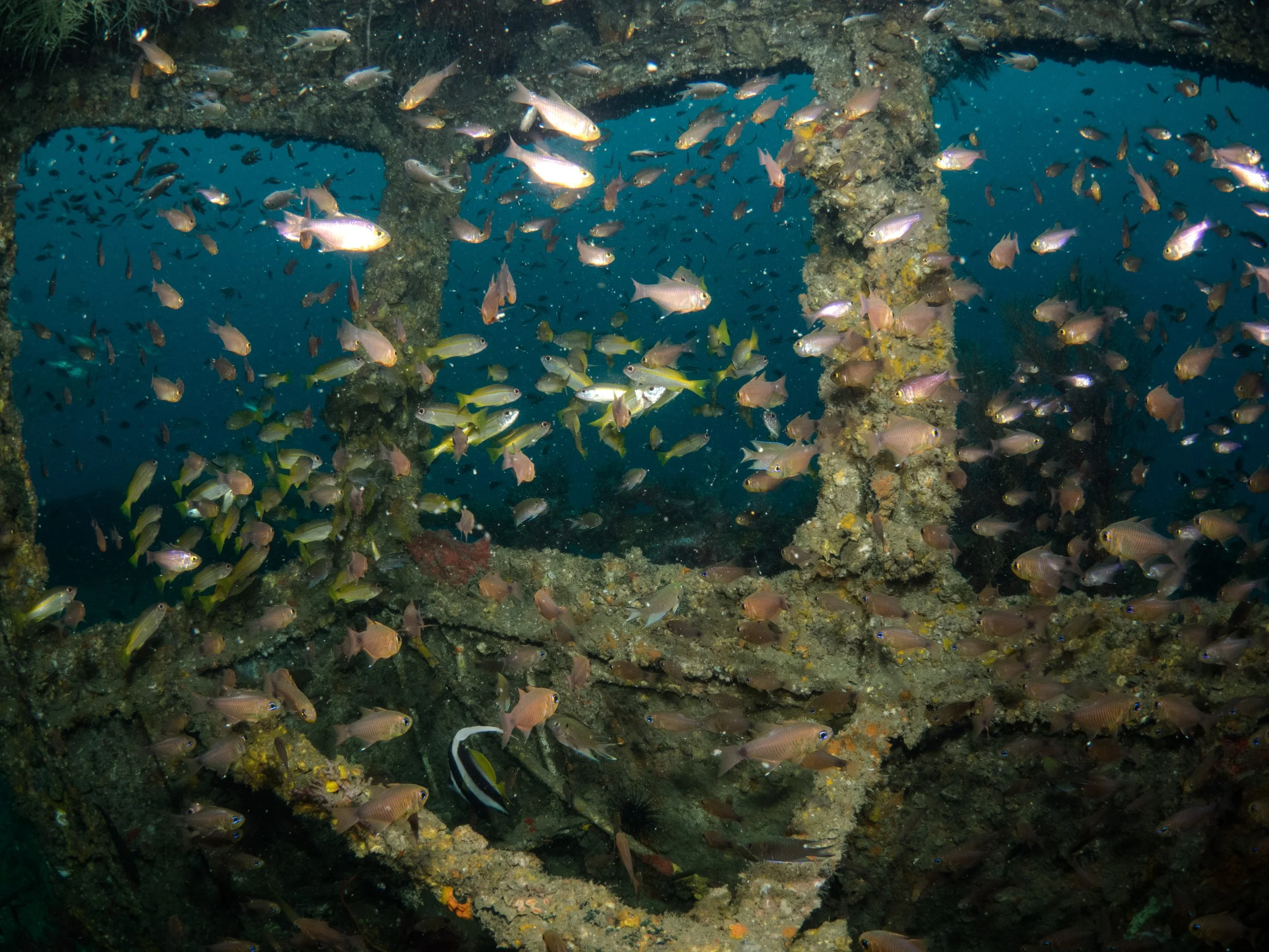 Inside the Dolphin 88 wreck