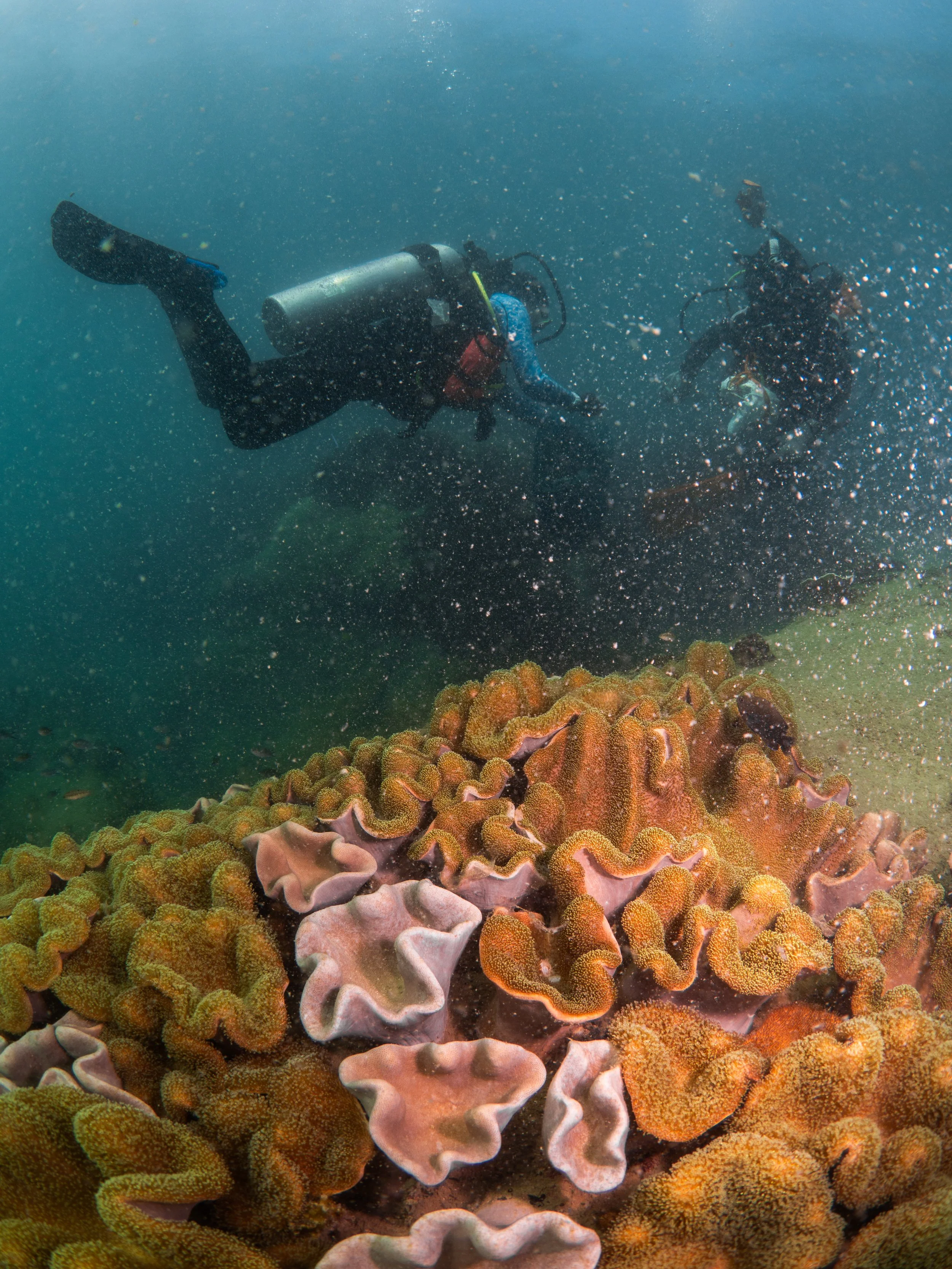 VietDivers - Lụm rác PQ Nam Đảo 19_12_2025-073.jpg