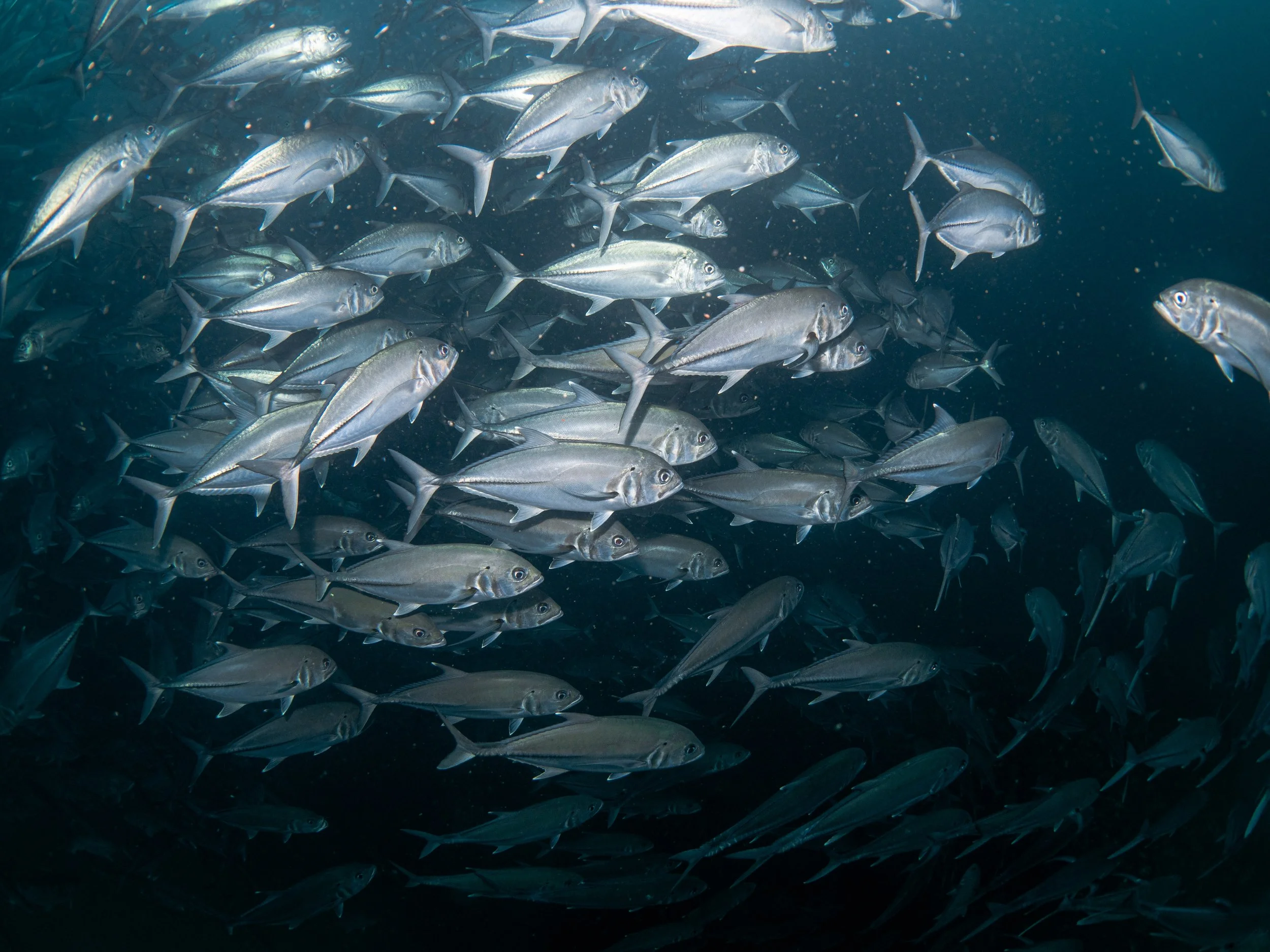 School of silver fish swimming in the ocean.