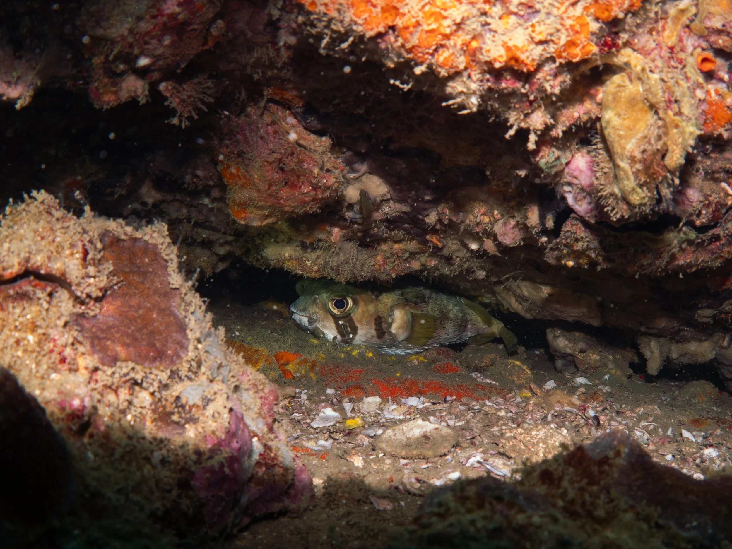 A fish with a striped pattern on its body is hiding under a rocky coral formation underwater.