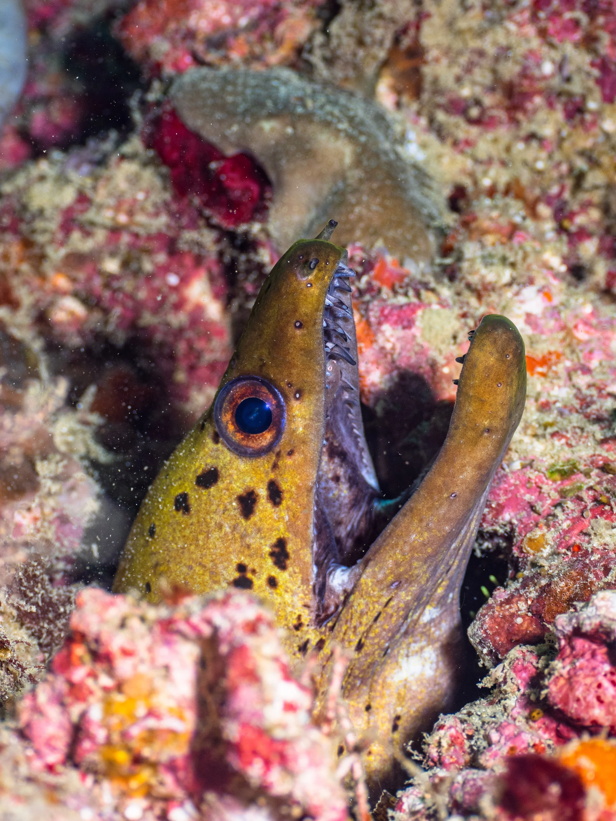 Vietdivers - Sipadan 2-9-2023 Garden Eel-28.jpg