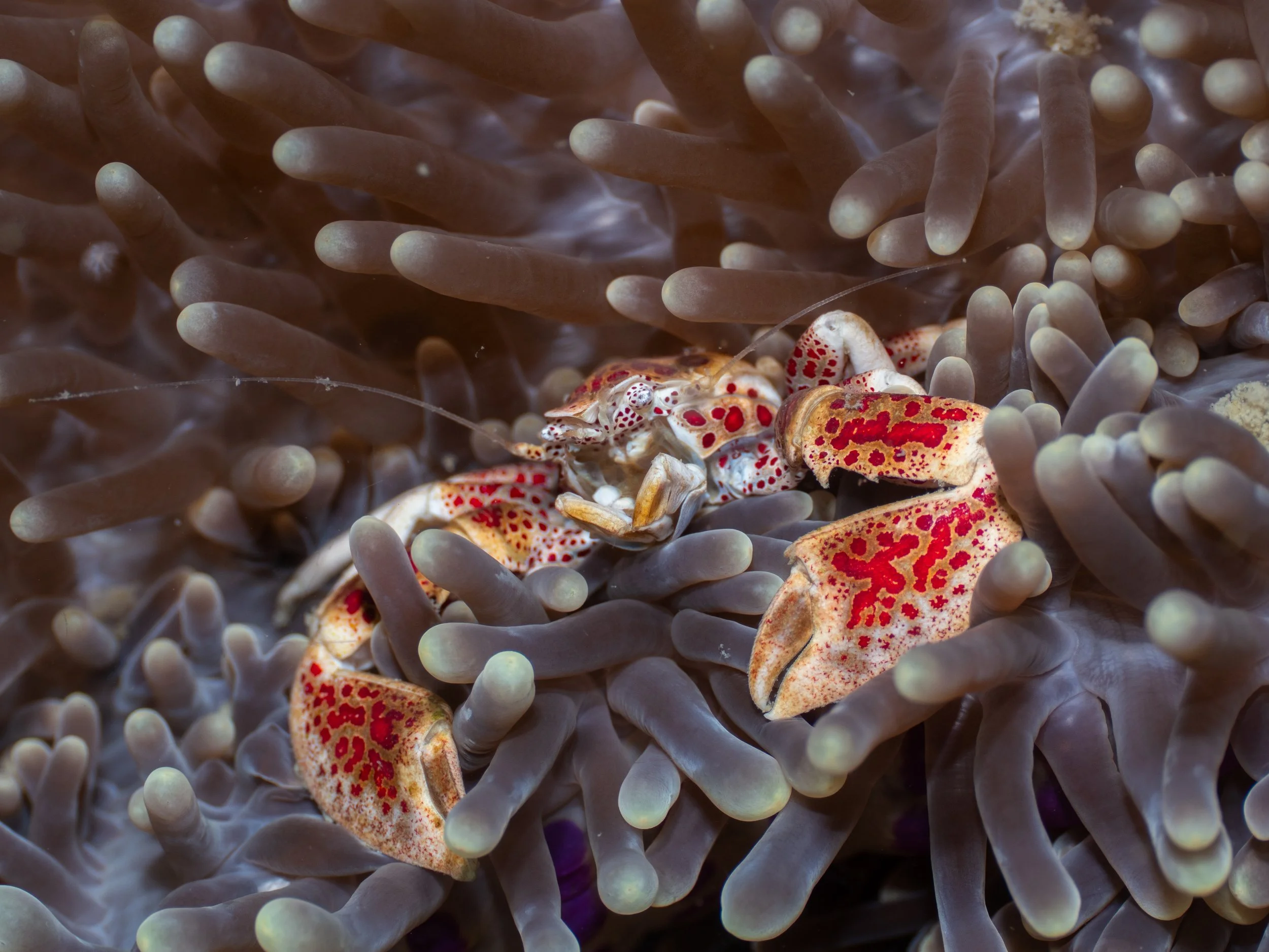 A close-up underwater photo of a clownfish among sea anemone tentacles, with the fish exhibiting orange, red, and white colors and spots.