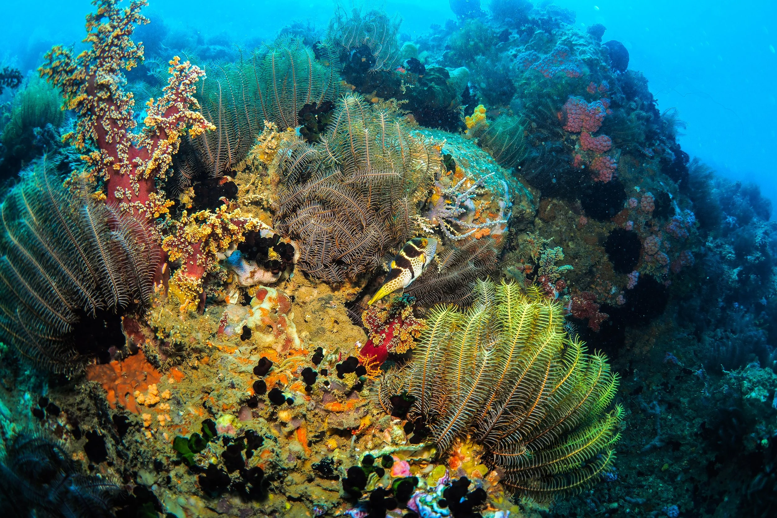 Underwater coral reef with colorful corals and a fish swimming among the coral formations.