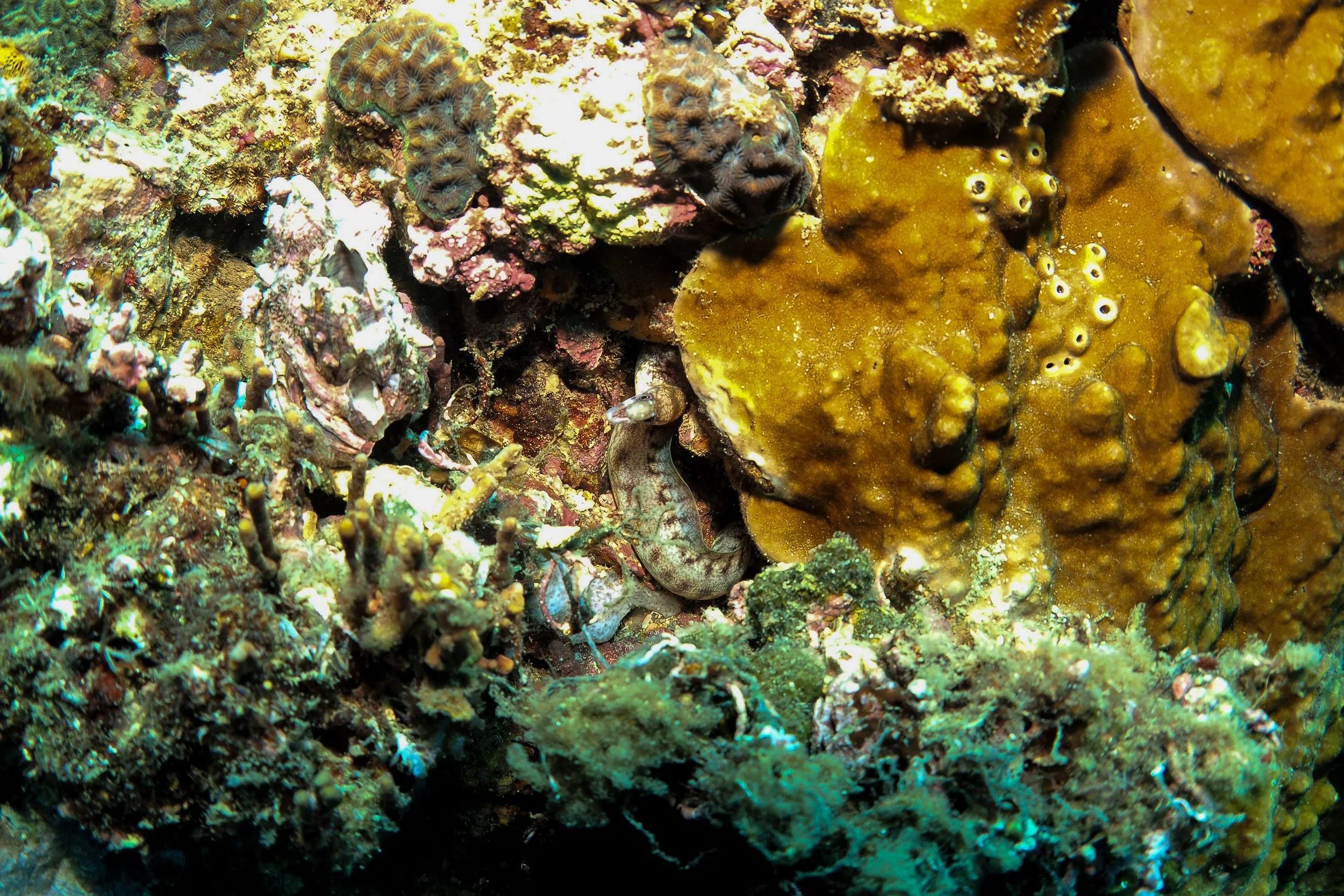 Underwater scene with various corals, a small sea creature hiding among the rocks, and vibrant colors of marine life.