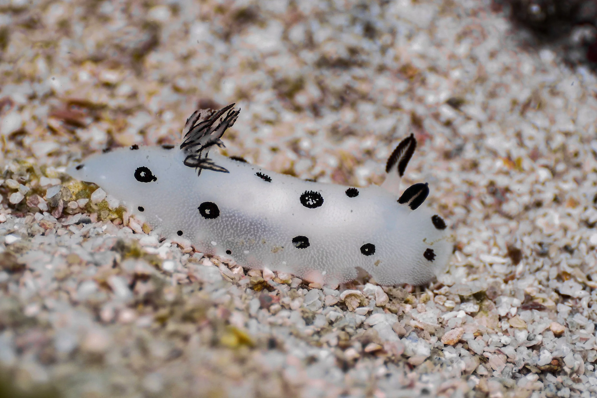 A white flatworm with black spots and black and white appendages on a sandy seabed.