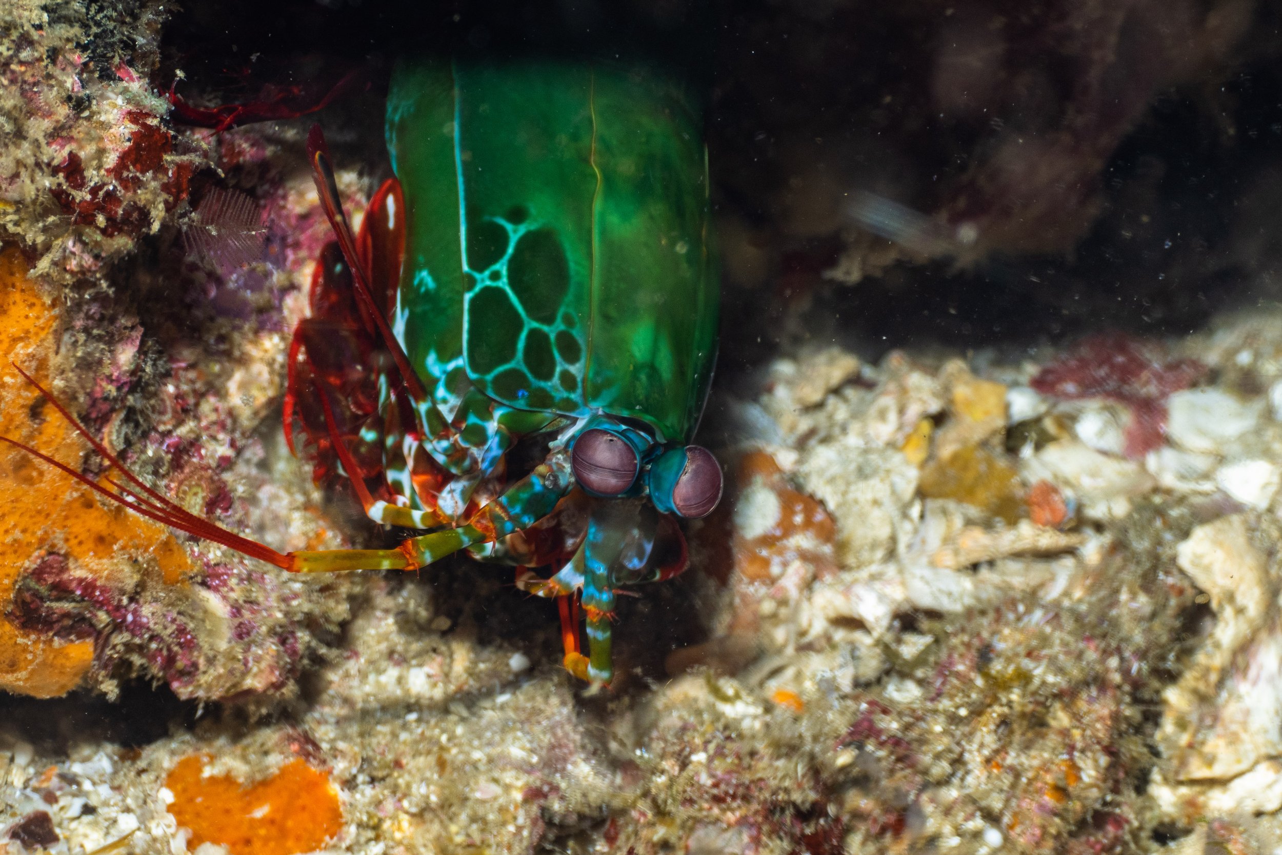 A colorful mantis shrimp with vibrant green and blue shell and red and orange accents, on a coral reef.
