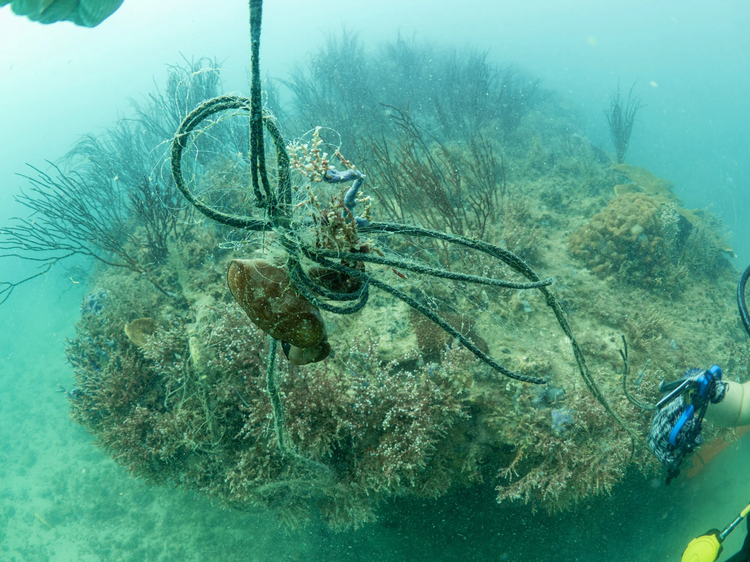 VietDivers - Lụm rác PQ Nam Đảo 21_12_2025-39.jpg