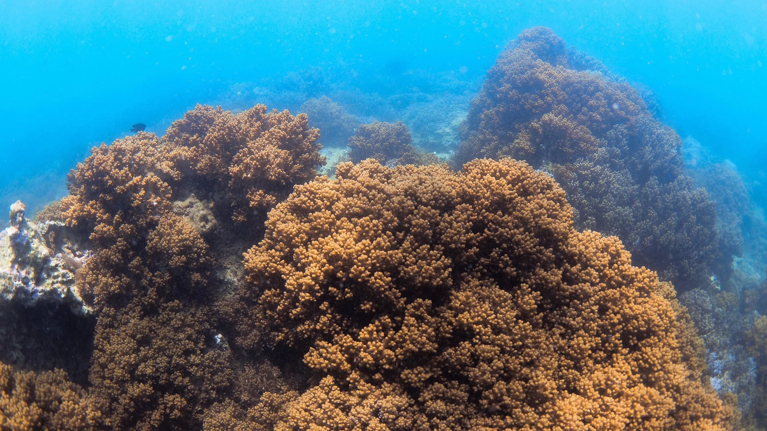 Underwater view of coral reef with various brown coral formations and blue water background.