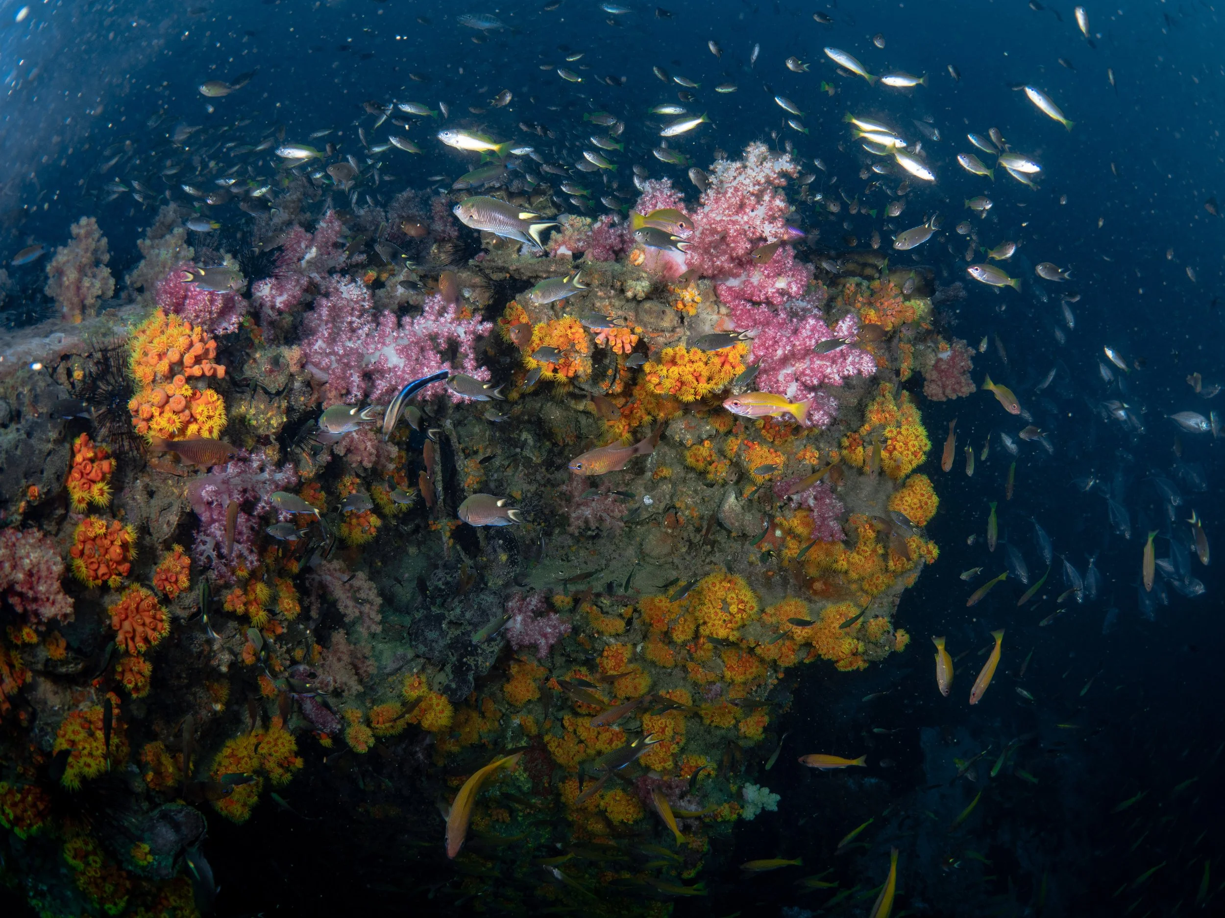 Viet Divers - Phuket trip 12-3-24-13.jpg