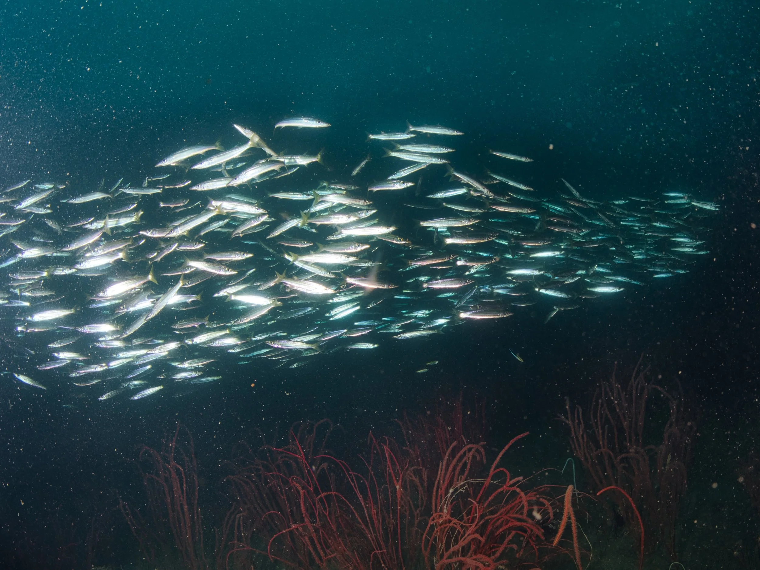 Yellow tail barracudas