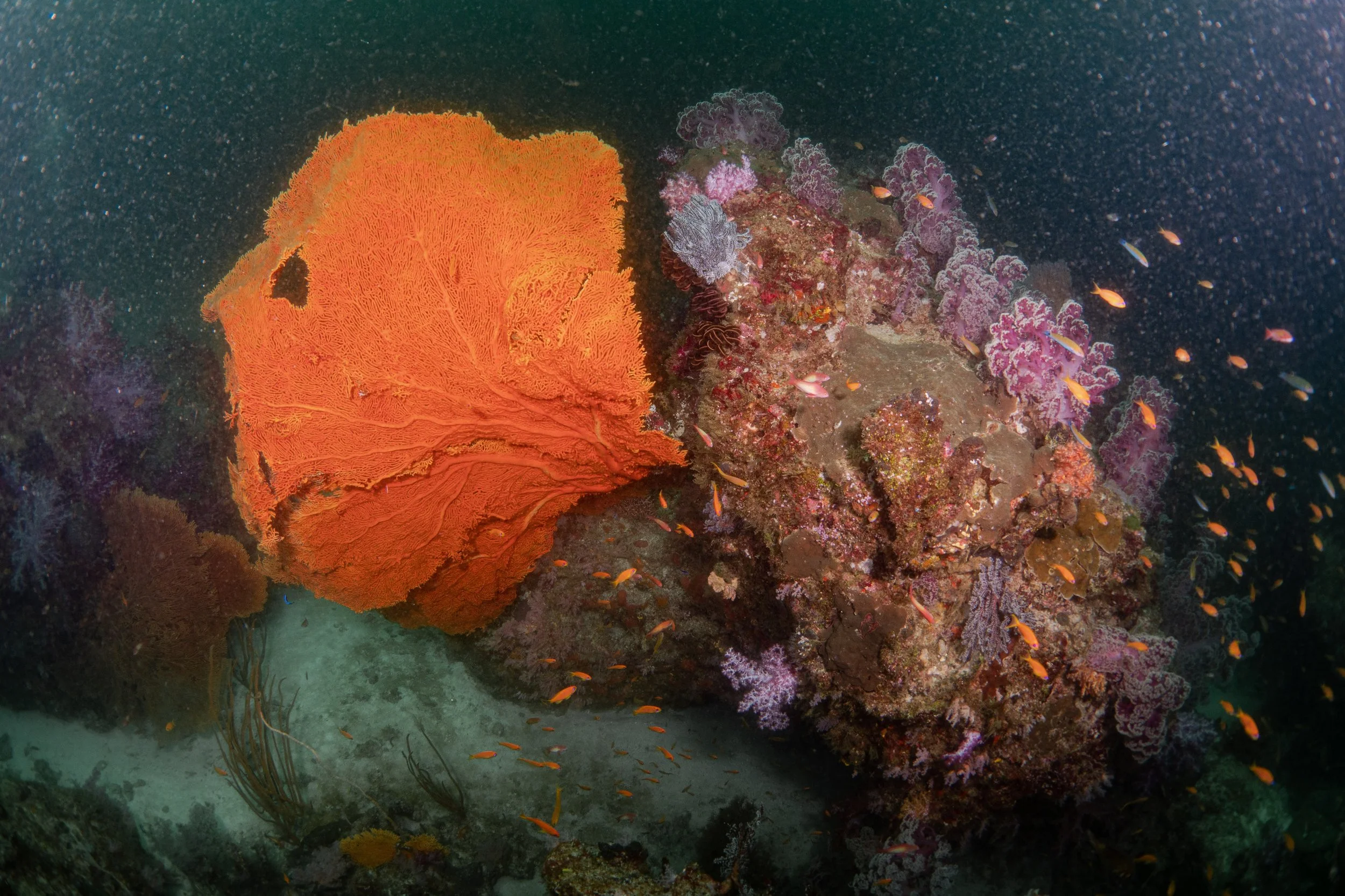 Underwater scene with orange coral, purple corals, and small orange fish swimming around a rocky reef