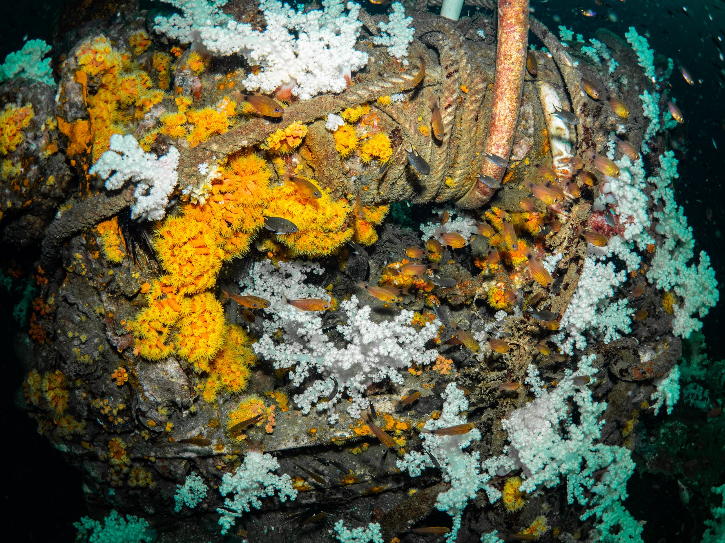 Phuket - Fundive Tuesday 14-2-2023-26.jpg