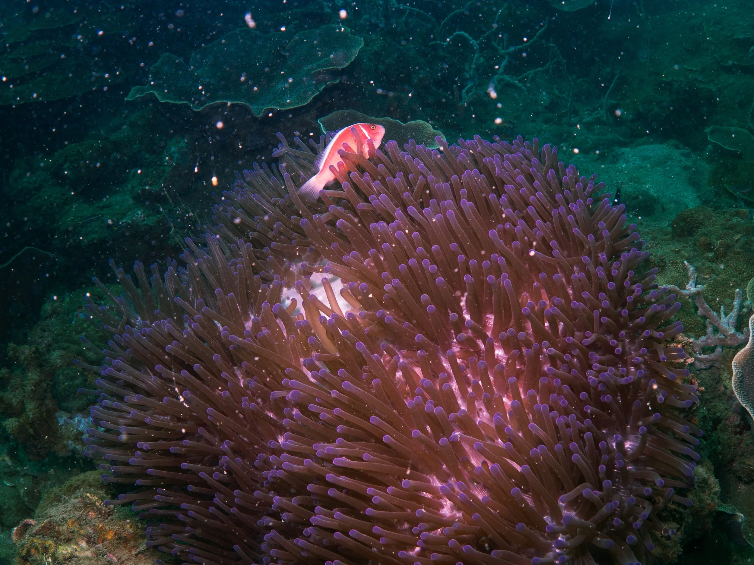 A fish is swimming above a large purple-tipped sea anemone underwater.